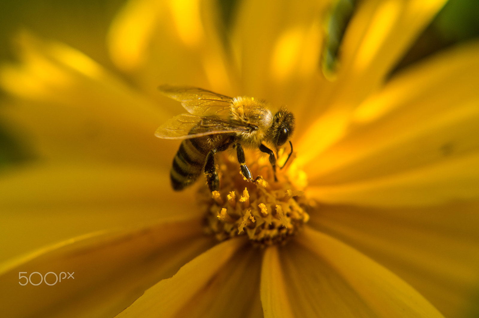 Sony SLT-A58 + Minolta AF 28-85mm F3.5-4.5 sample photo. Macros lentillas close up photography