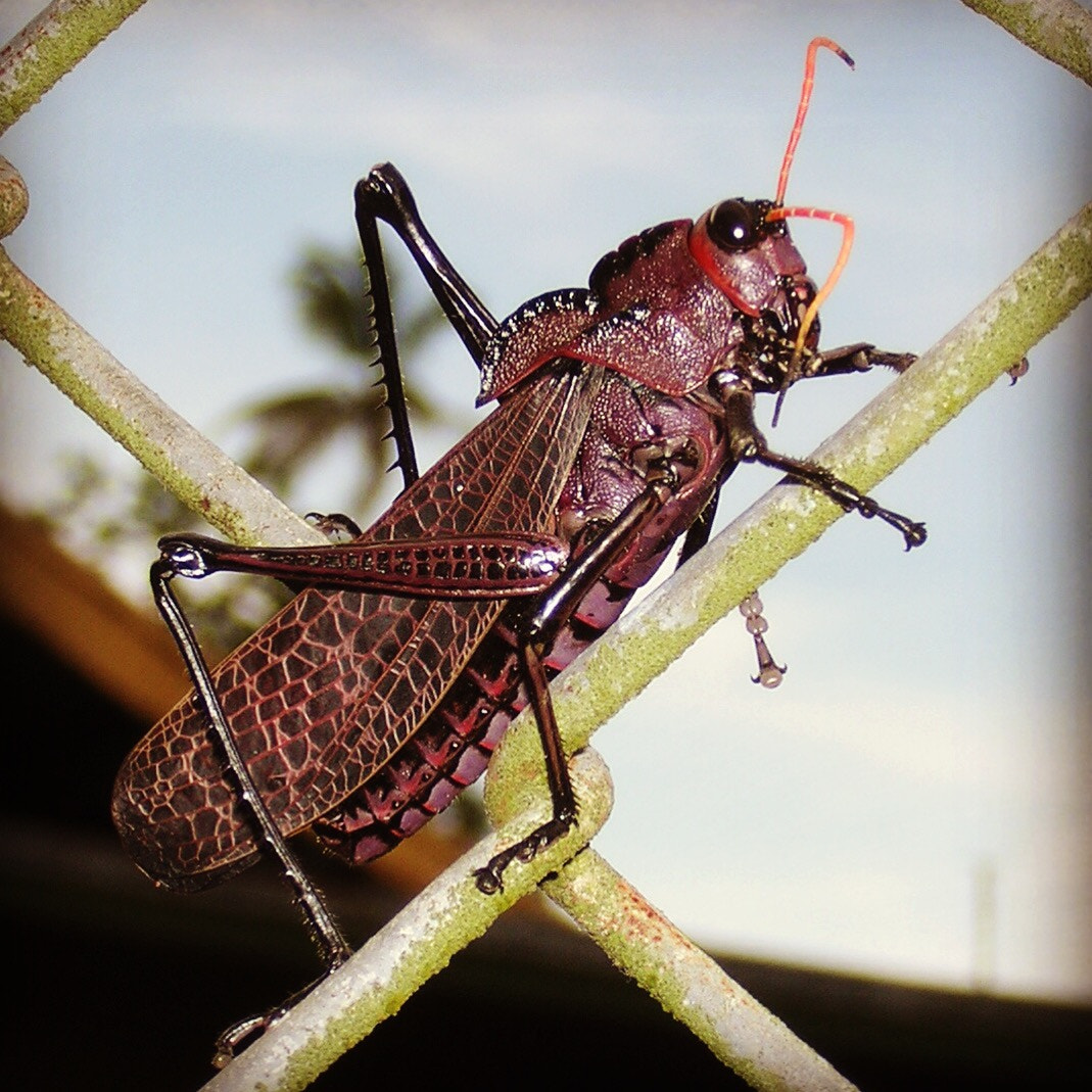 Nikon E2100 sample photo. Grasshopper in costa rica photography