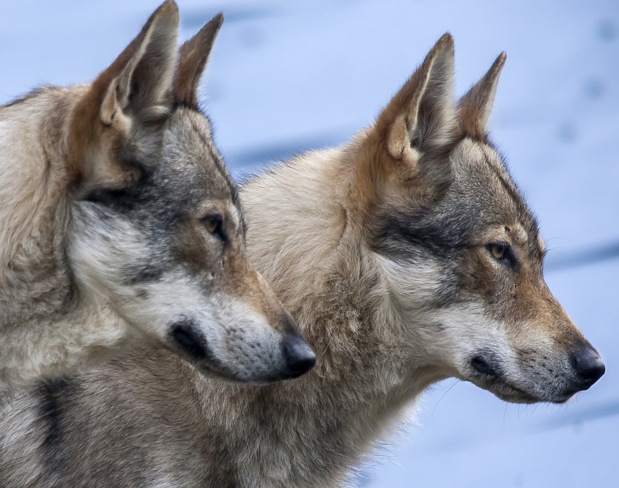 Sigma 150-500mm F5-6.3 DG OS HSM sample photo. Lupi cecoslovacchi photography