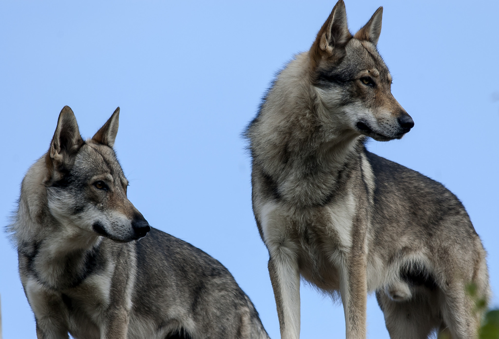 Sigma 150-500mm F5-6.3 DG OS HSM sample photo. Wolf photography