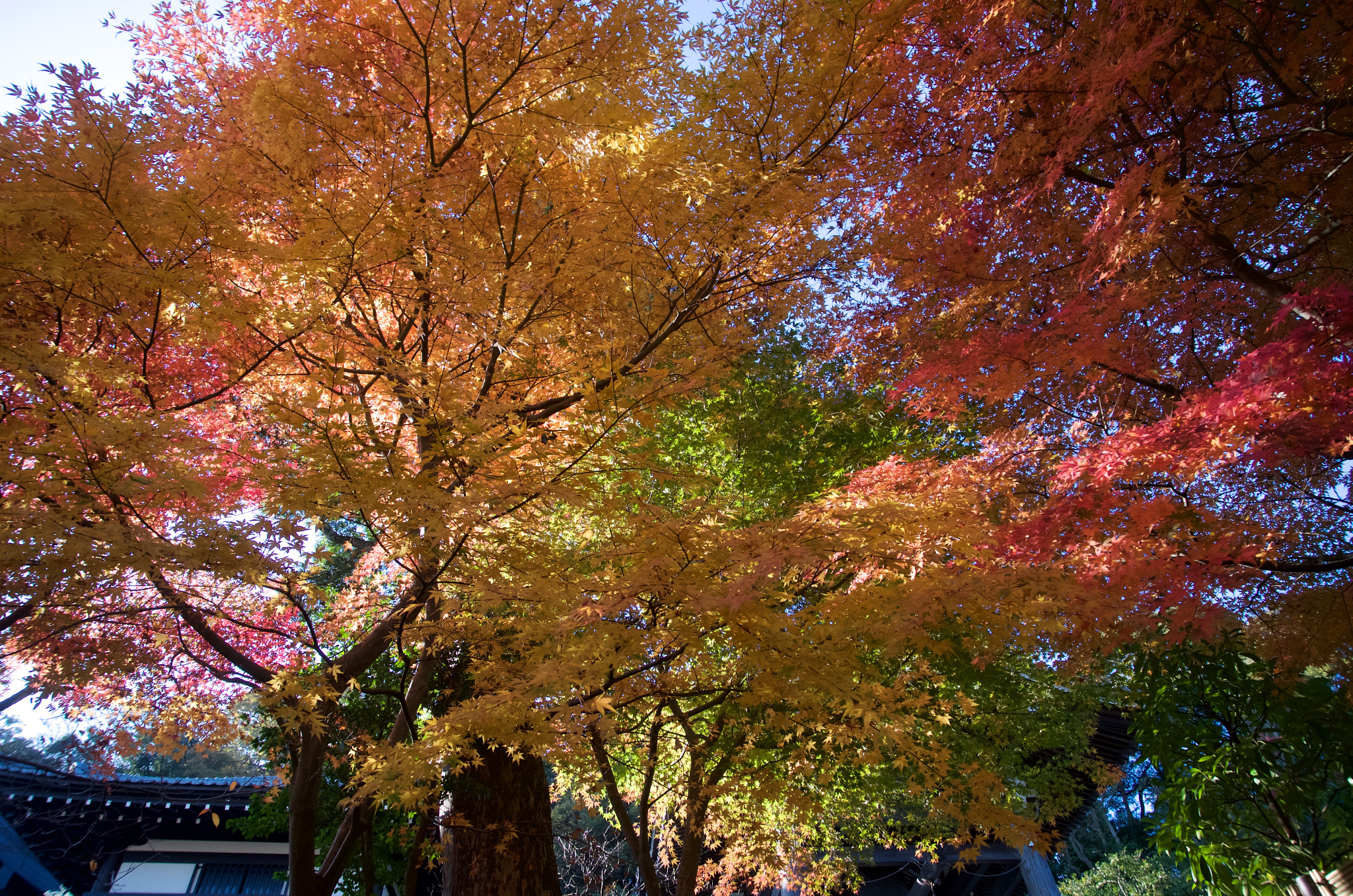 Ricoh GXR A16 sample photo. The leaves of autumn photography