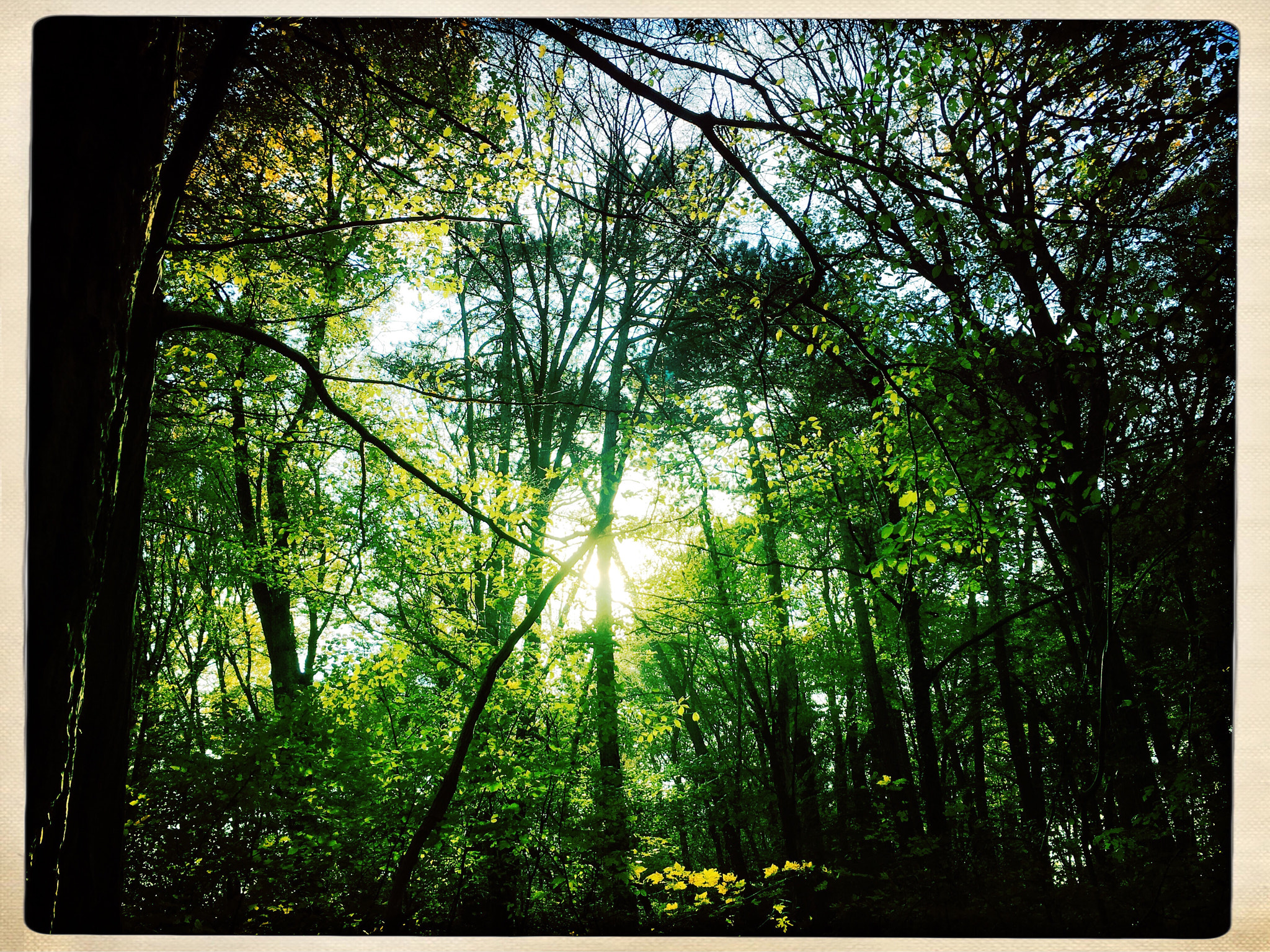 Hipstamatic 301 sample photo