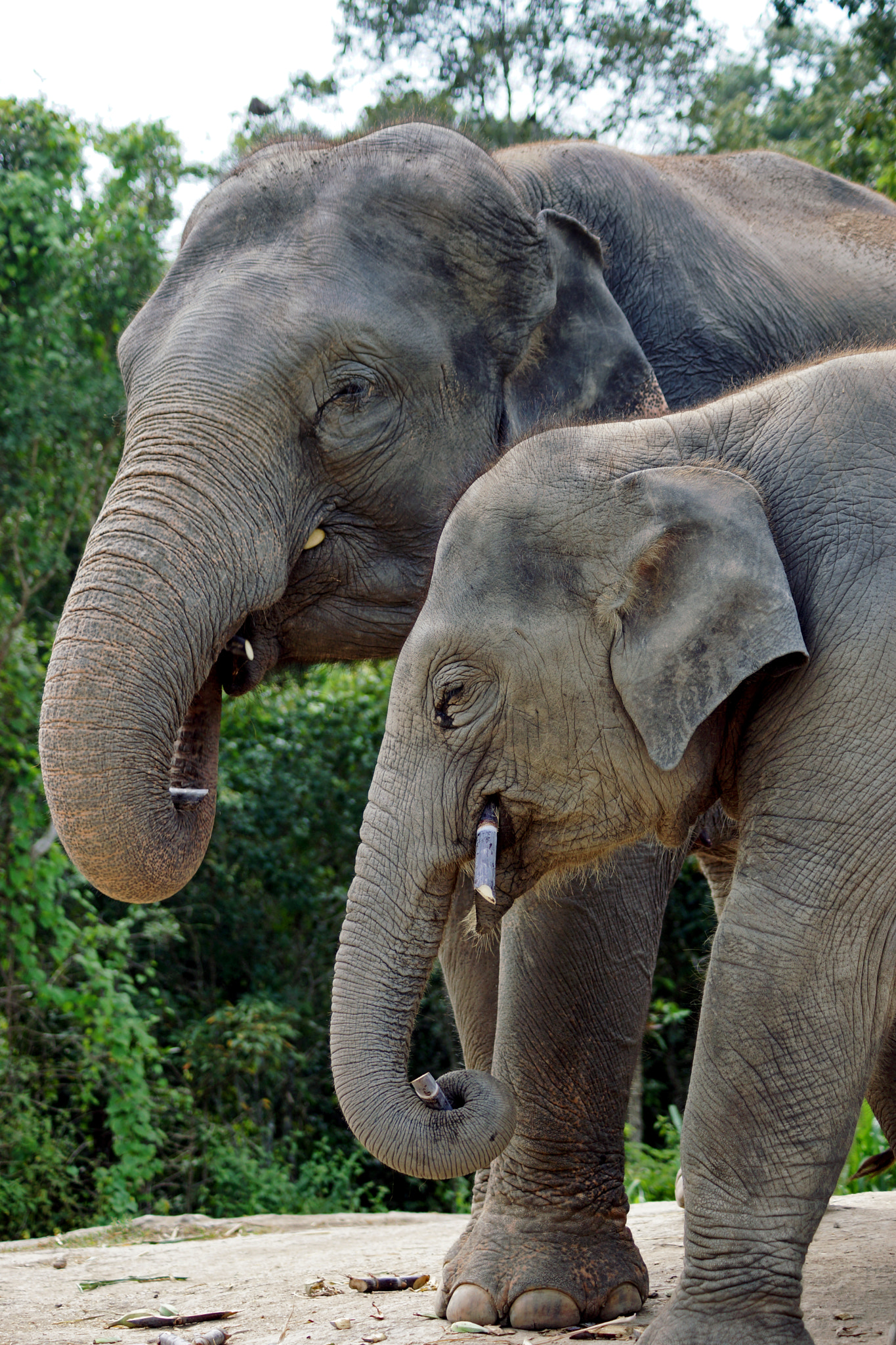 Sony SLT-A77 + Sony DT 55-200mm F4-5.6 SAM sample photo. Patara rescue elephants photography