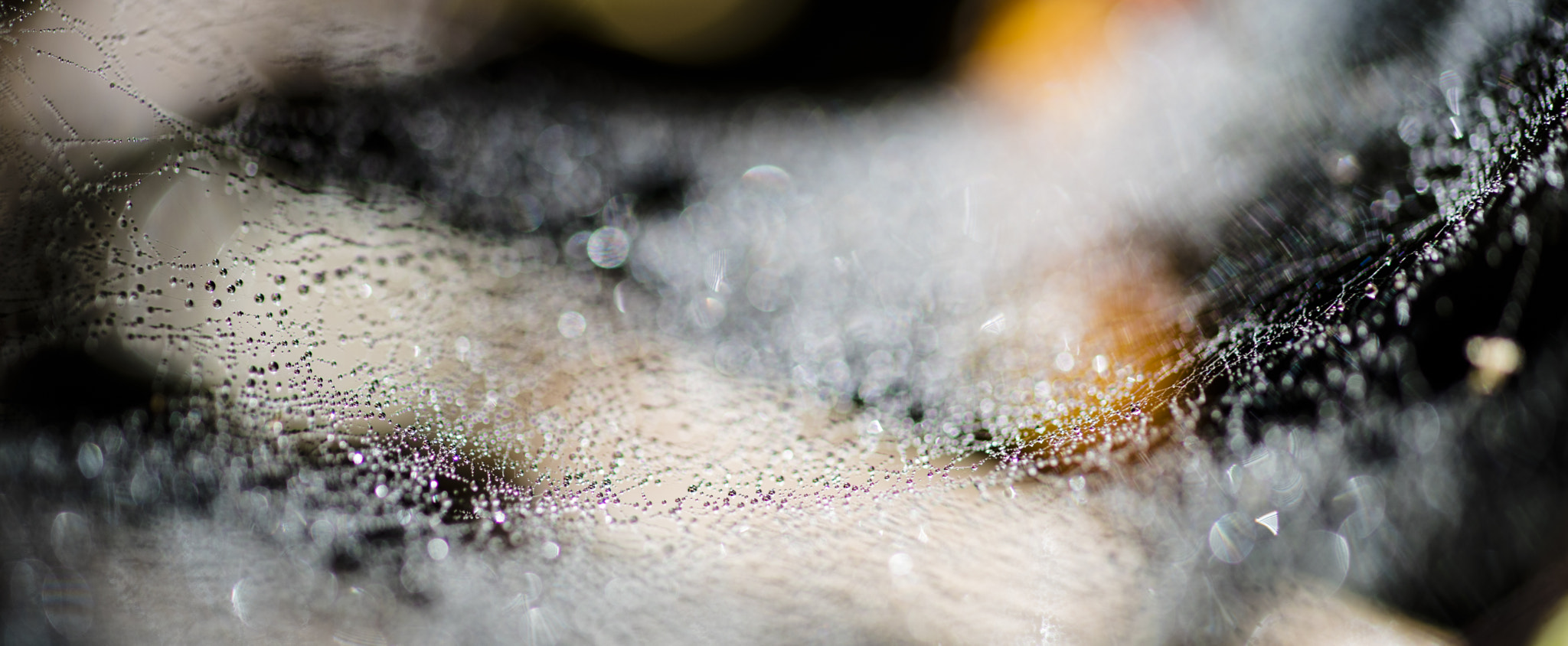ZEISS Makro-Planar T* 100mm F2 sample photo. Cobweb (aspect ratio) photography