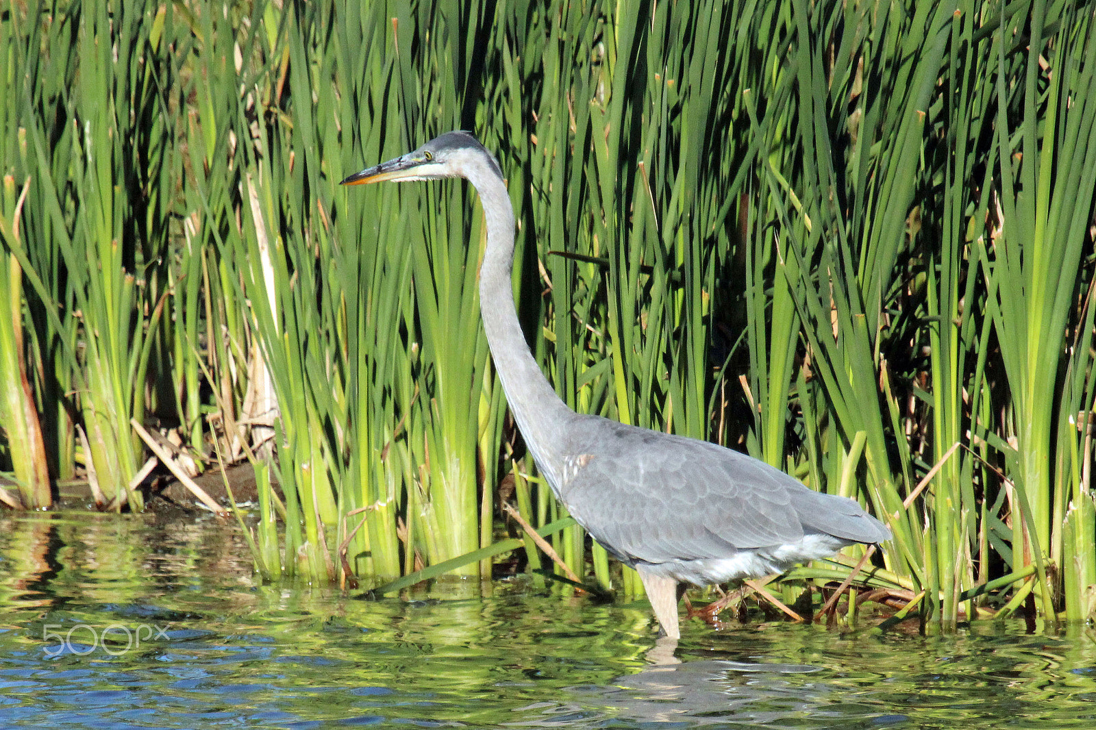 Canon EF 100-400mm F4.5-5.6L IS USM sample photo. Great blue photography