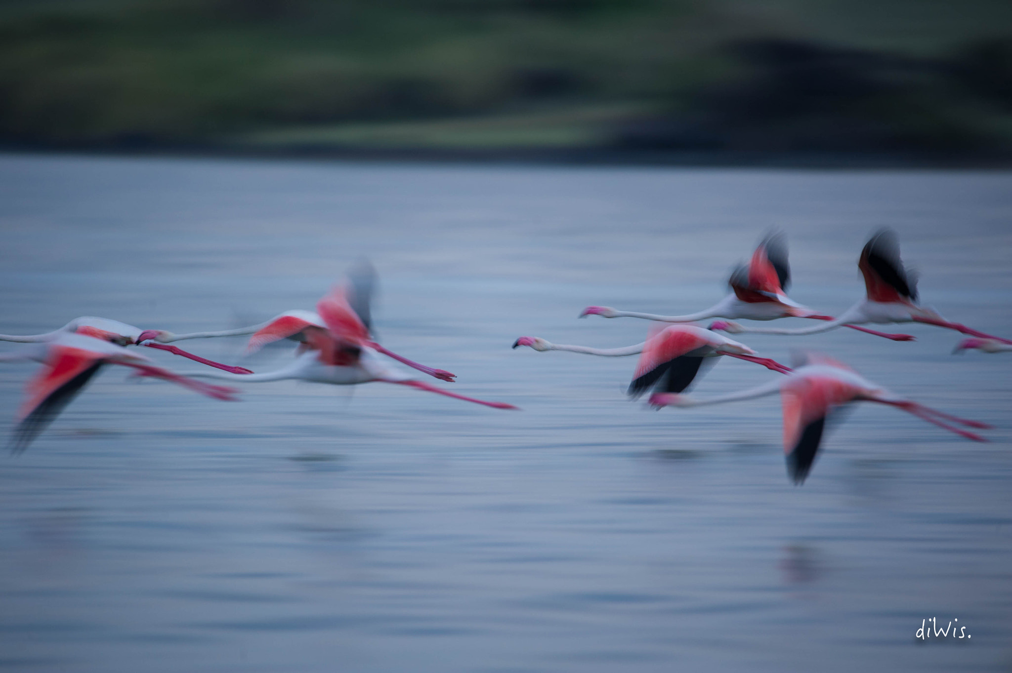 Sigma 150-600mm F5-6.3 DG OS HSM | S sample photo. Fly away photography