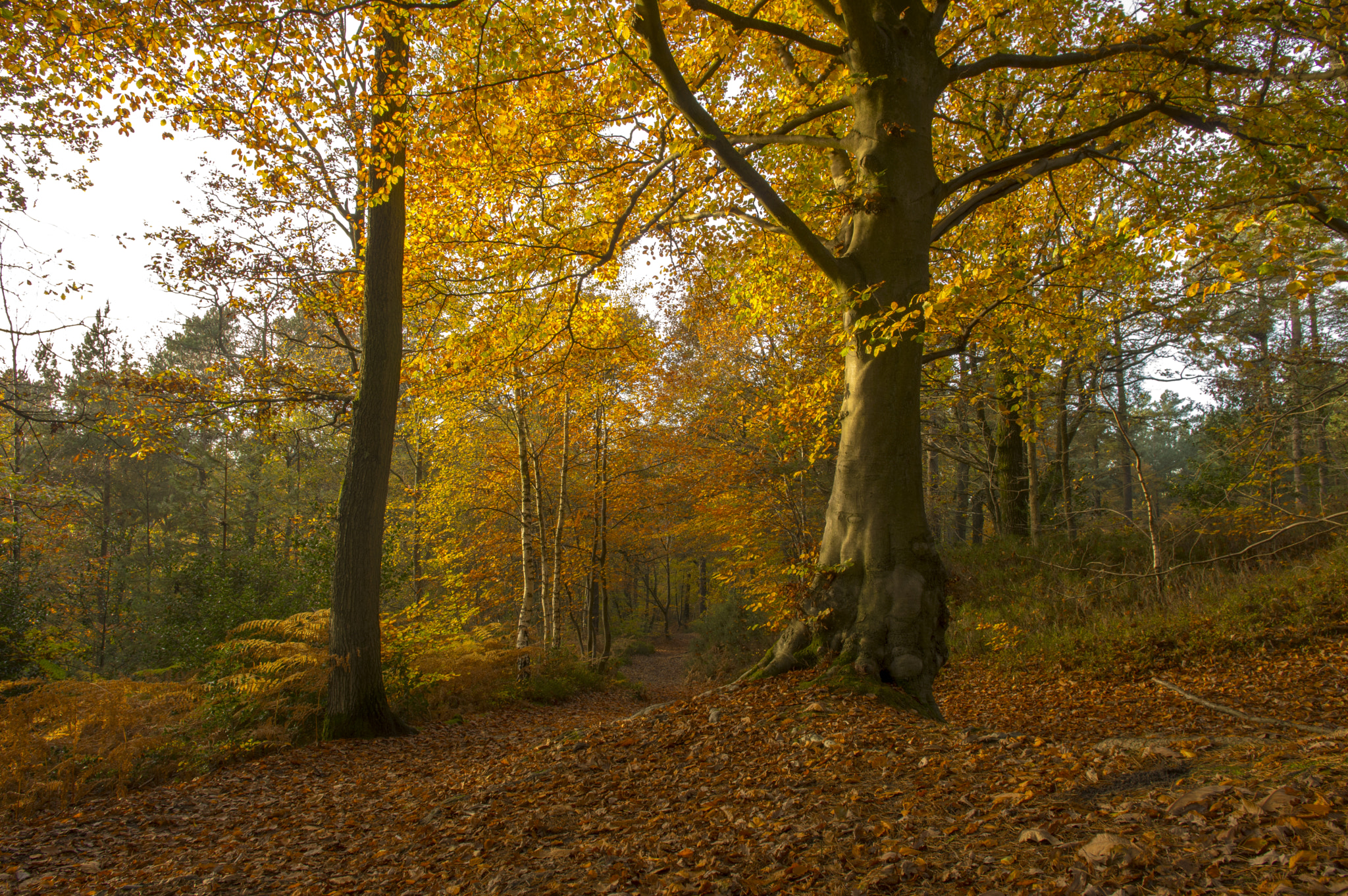 HD Pentax DA 15mm F4 ED AL Limited sample photo. The hurtwood - surrey hills, uk photography