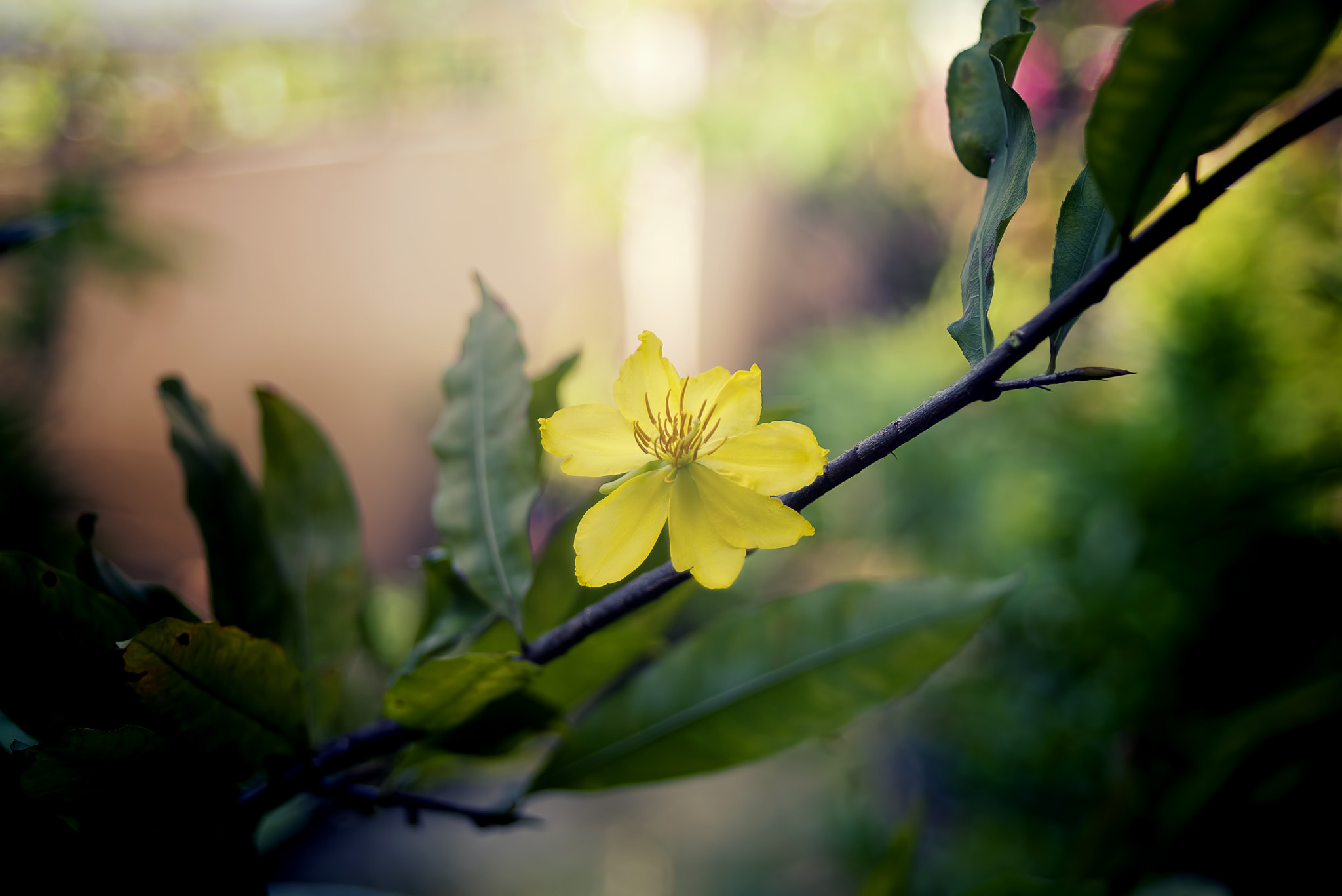 AF Zoom-Nikkor 28-70mm f/3.5-4.5D sample photo. Apricot blossom photography