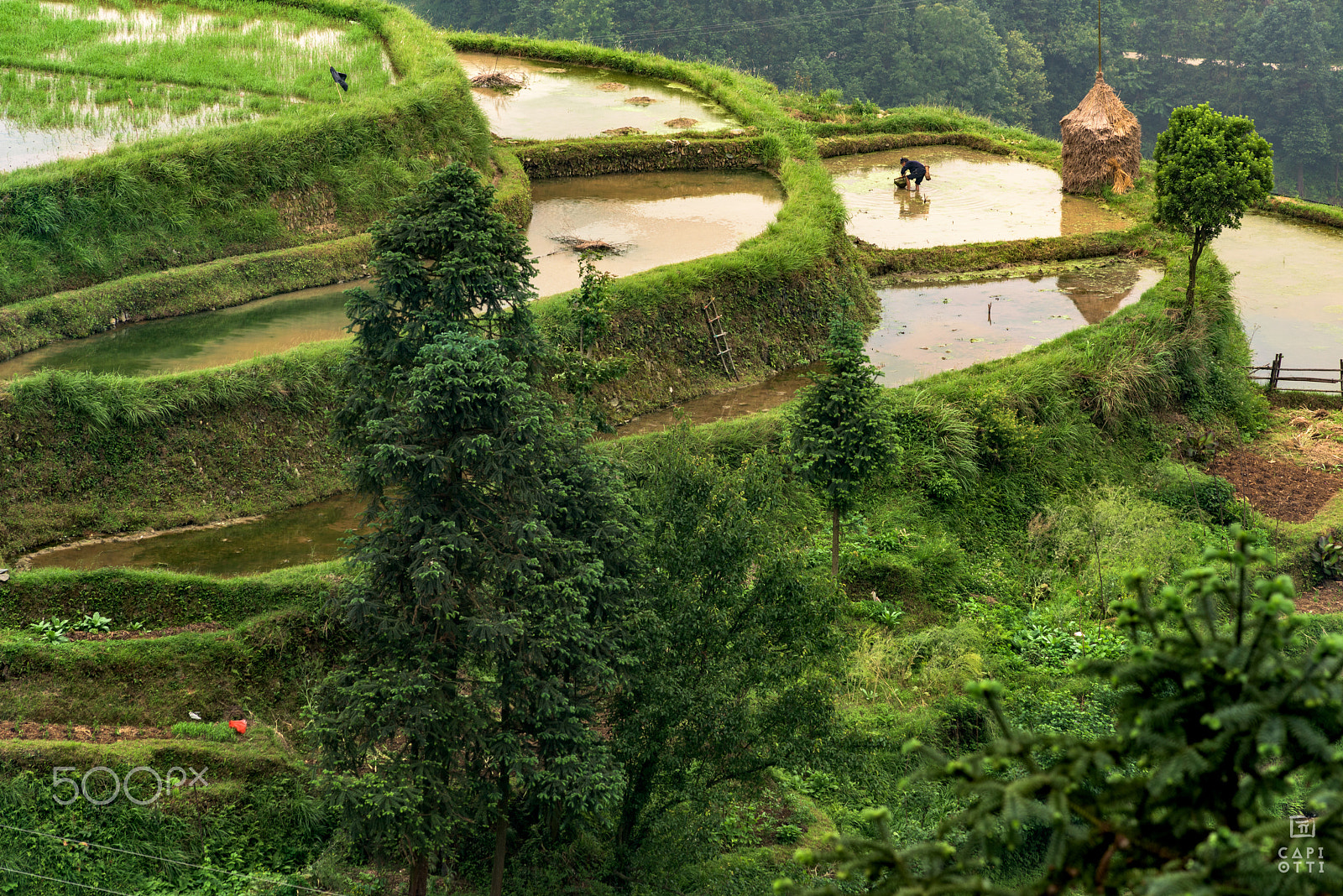 Nikon D810 + AF Nikkor 180mm f/2.8 IF-ED sample photo. Rice terraces photography