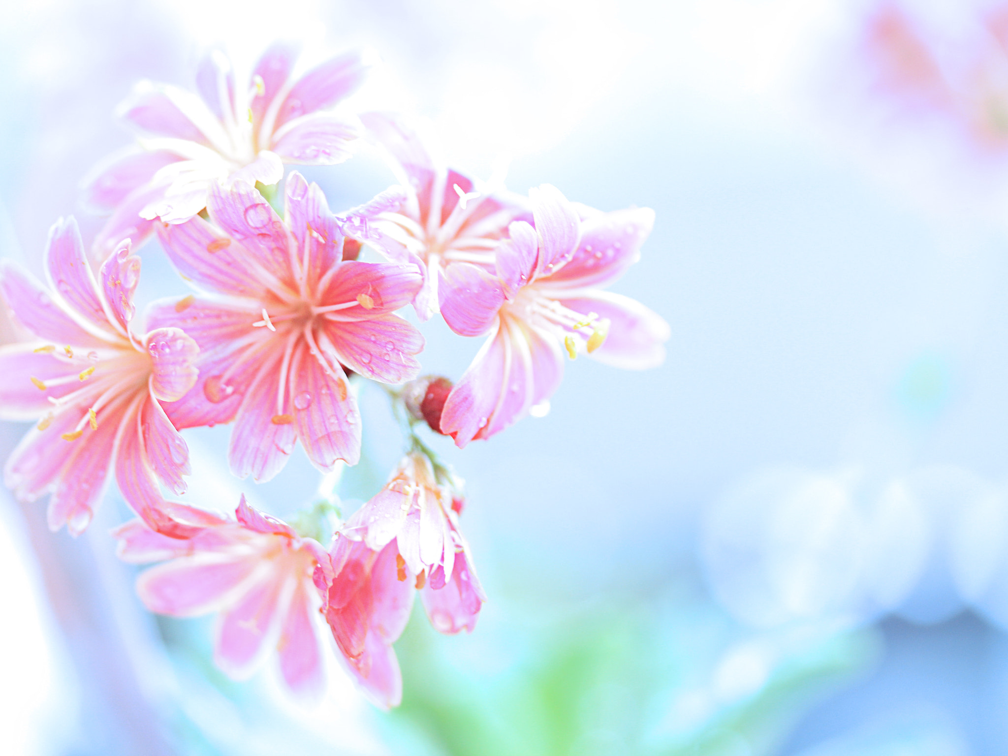 Canon EOS 600D (Rebel EOS T3i / EOS Kiss X5) sample photo. Lewisia photography