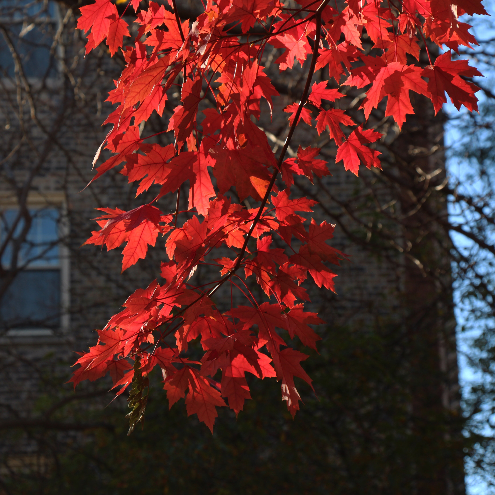 Canon EOS 650D (EOS Rebel T4i / EOS Kiss X6i) sample photo. Deep shade of red photography