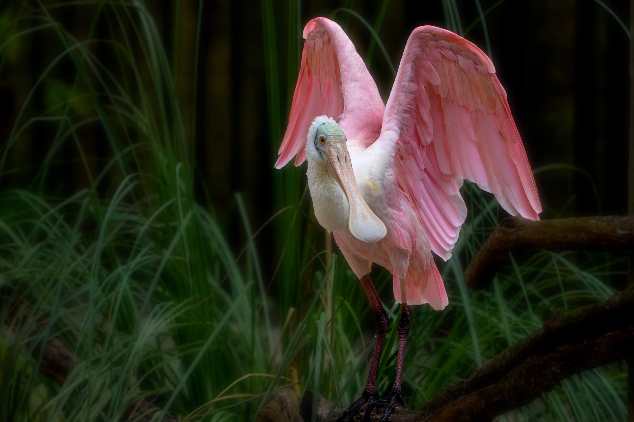 Canon EF 70-300mm F4-5.6L IS USM sample photo. Spoonbill in florida, usa photography