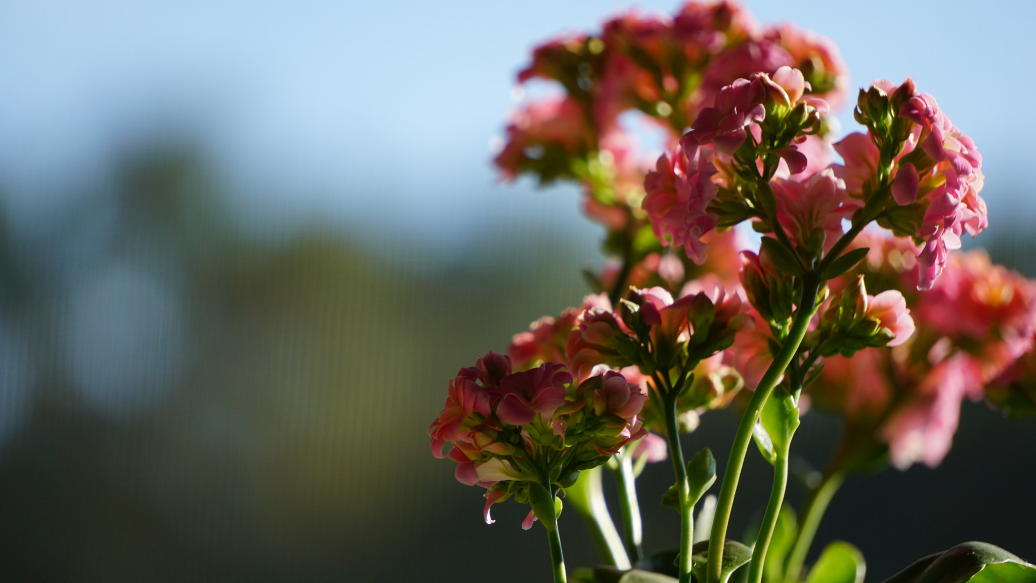 Sony E 55-210mm F4.5-6.3 OSS sample photo. Pink  photography