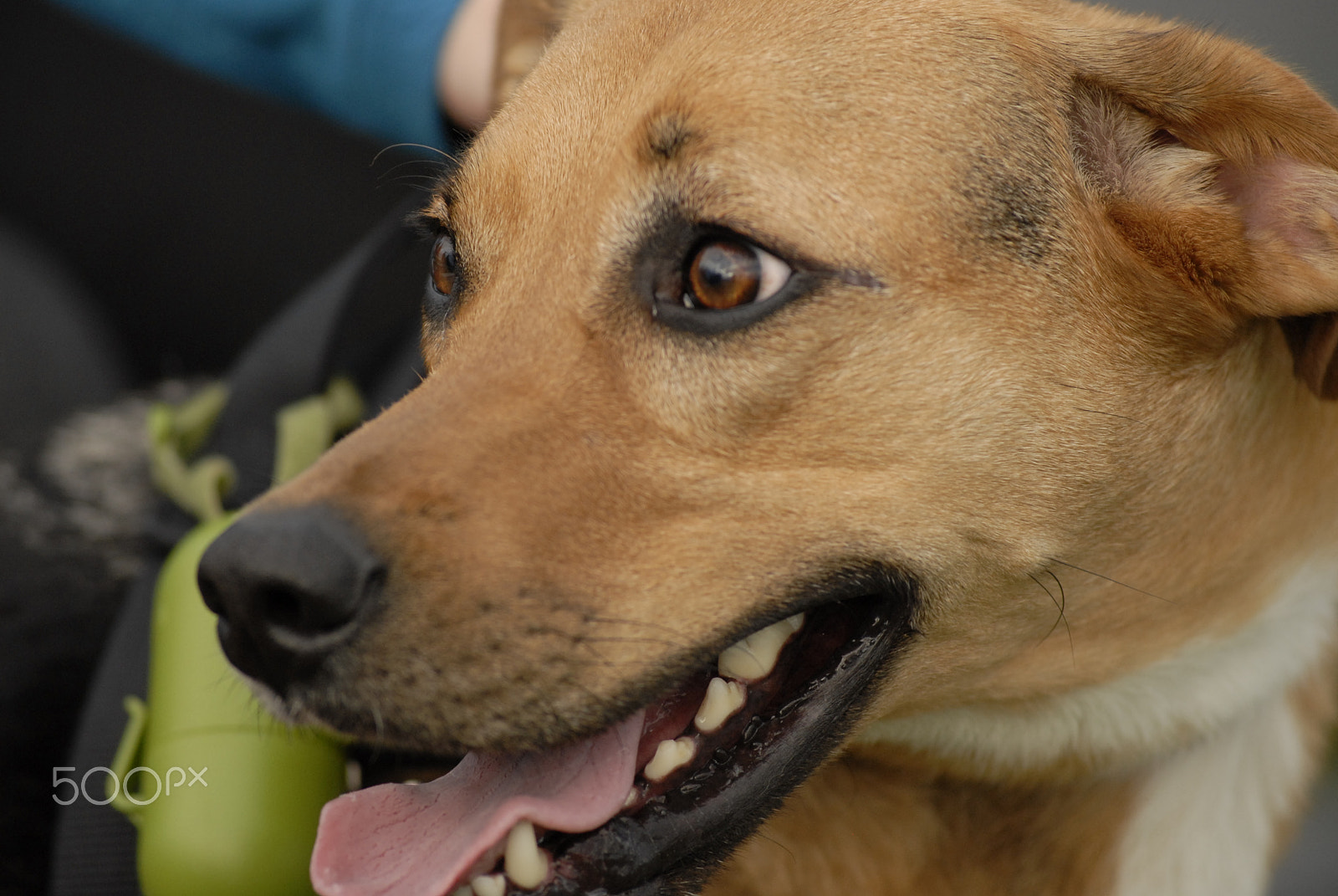 Nikon AF-Nikkor 80-200mm F2.8D ED sample photo. Soccer dog photography