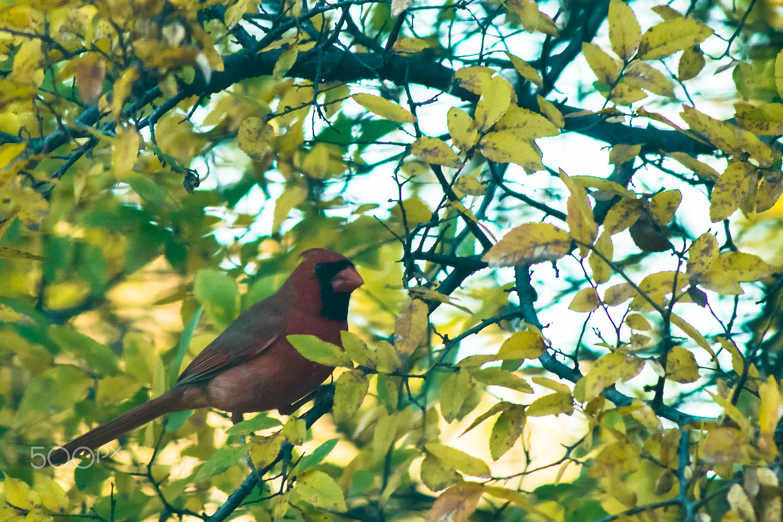 Canon EF 200mm f/2.8L II + 2x sample photo. Northern cardinal, male photography