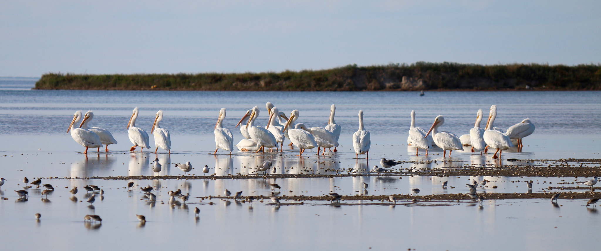 Canon EOS M + Canon EF-S 55-250mm F4-5.6 IS II sample photo. __white pelicans wintering on south padre island__ photography