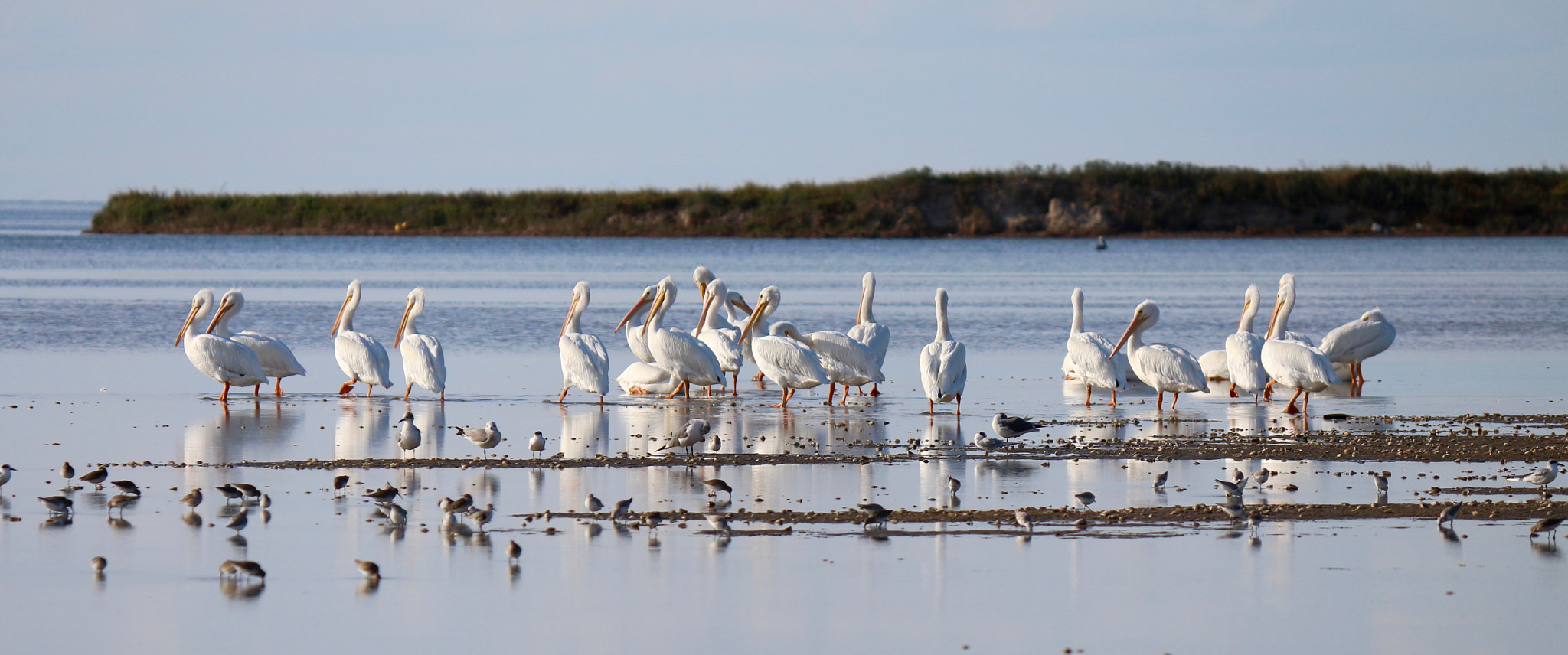 Canon EOS M sample photo. __white pelicans wintering on south padre island__ photography
