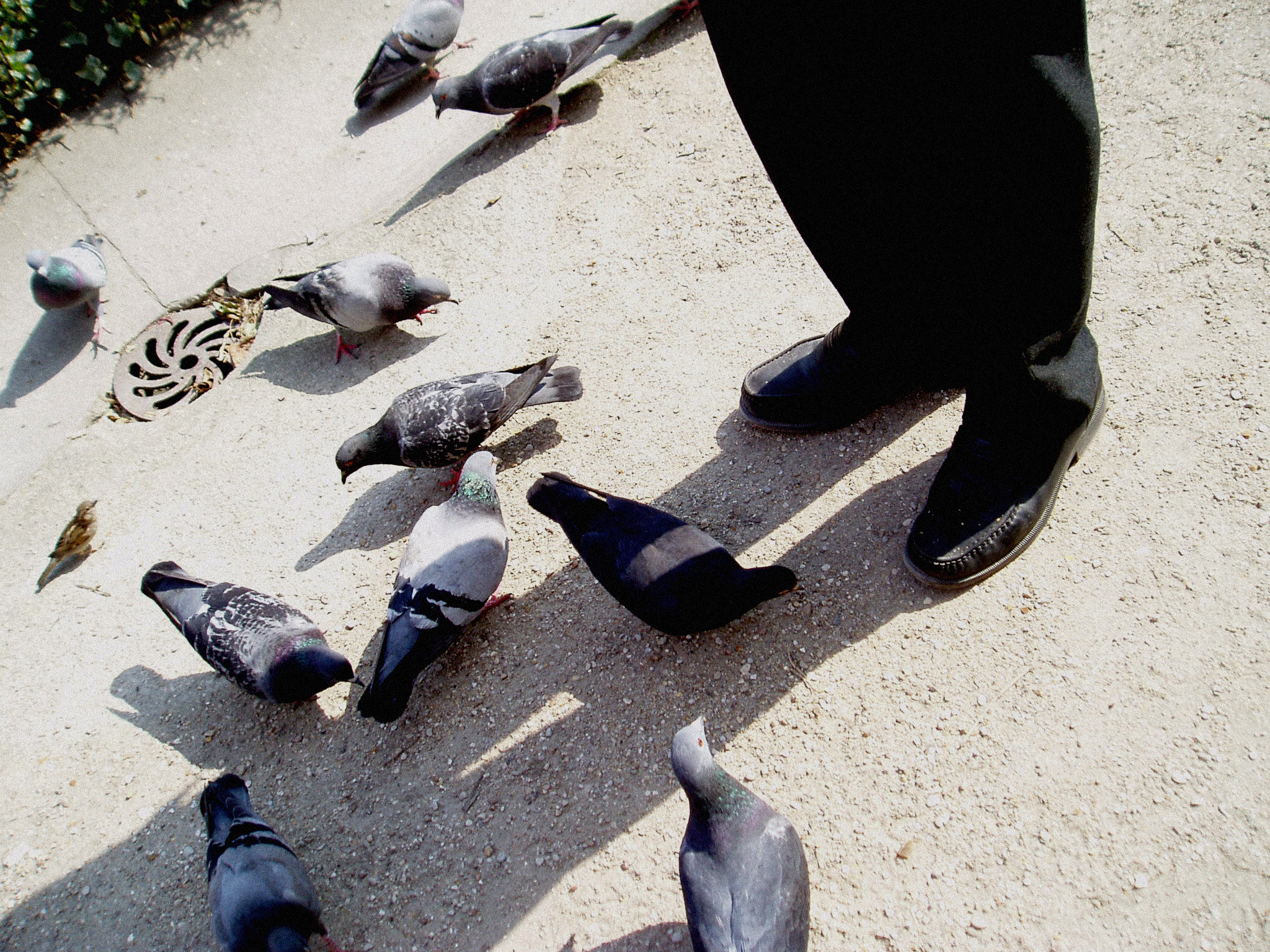 Olympus u10D,S300D,u300D sample photo. Bird man in paris 2 photography