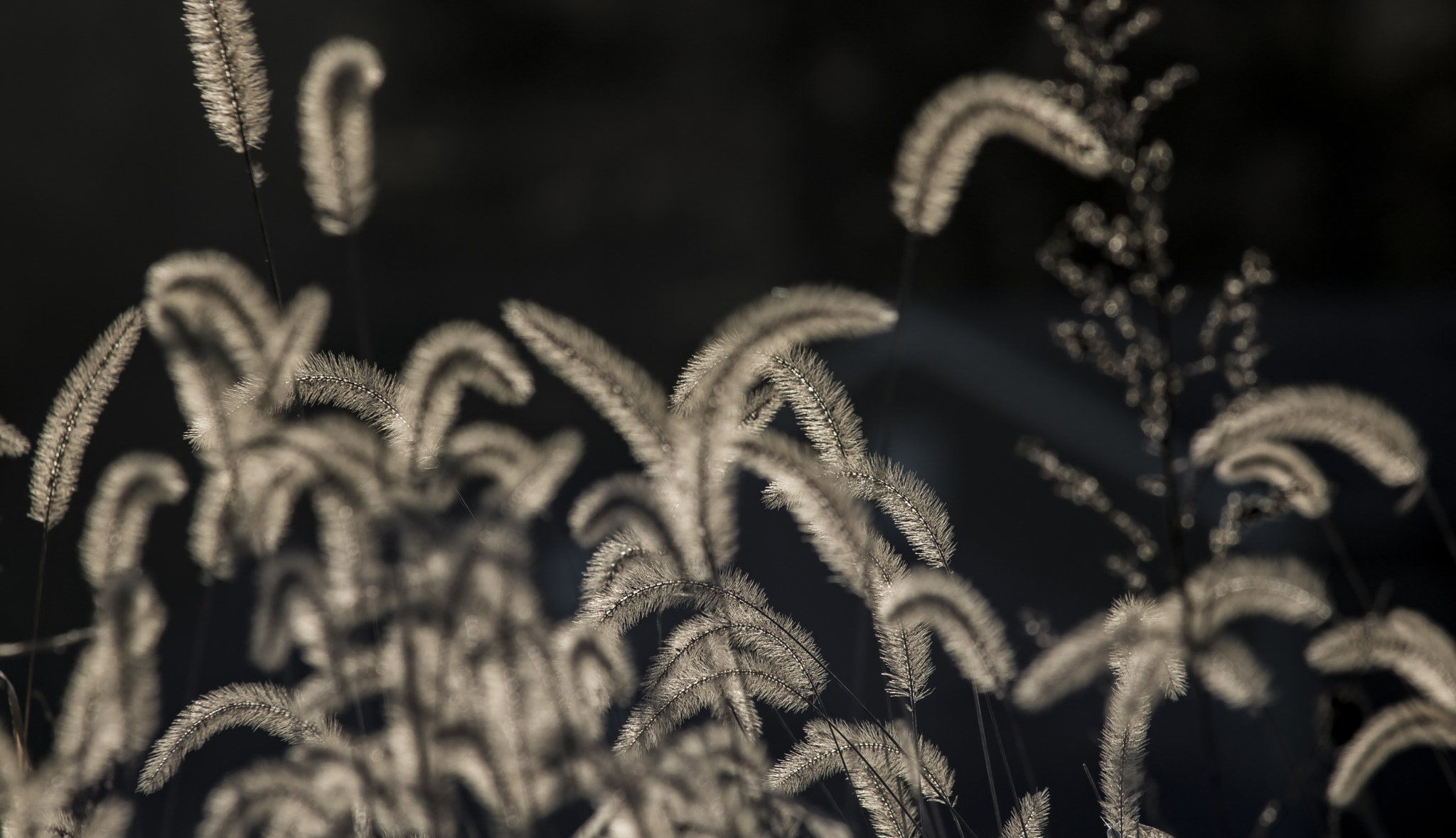 AF Nikkor 300mm f/4 IF-ED sample photo. Cold light photography