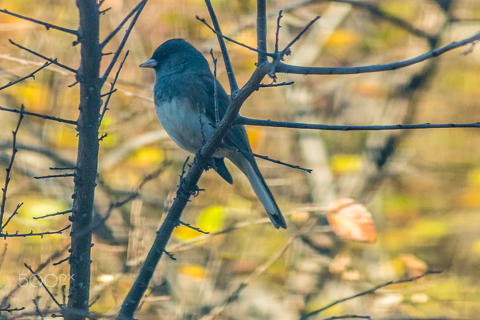 Canon EF 200mm f/2.8L II + 2x sample photo. Black phoebe photography