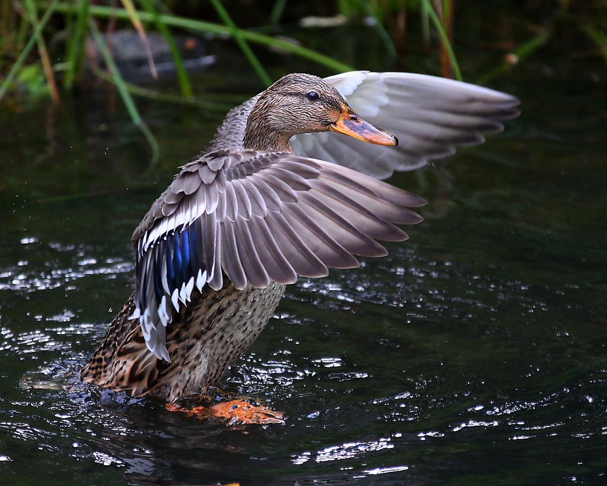 Canon 70-200mm sample photo. Вот, какая я красавица. photography