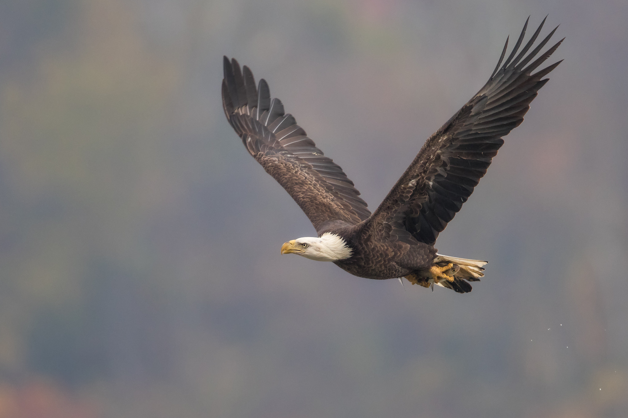 Canon EF 600mm F4L IS II USM sample photo. The last ride photography