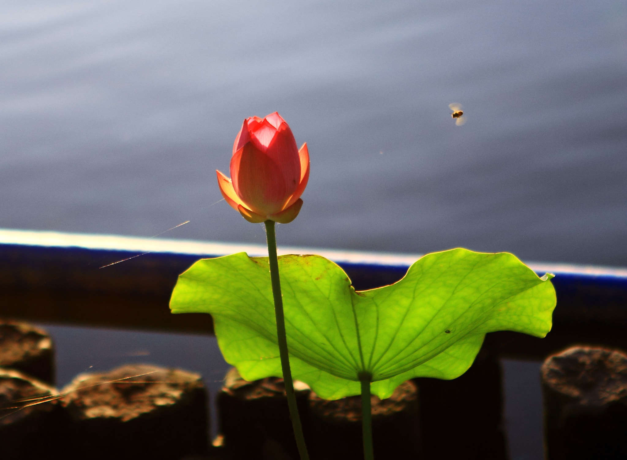 Canon EOS 7D + Canon EF 24-70mm F2.8L USM sample photo. 循香 photography