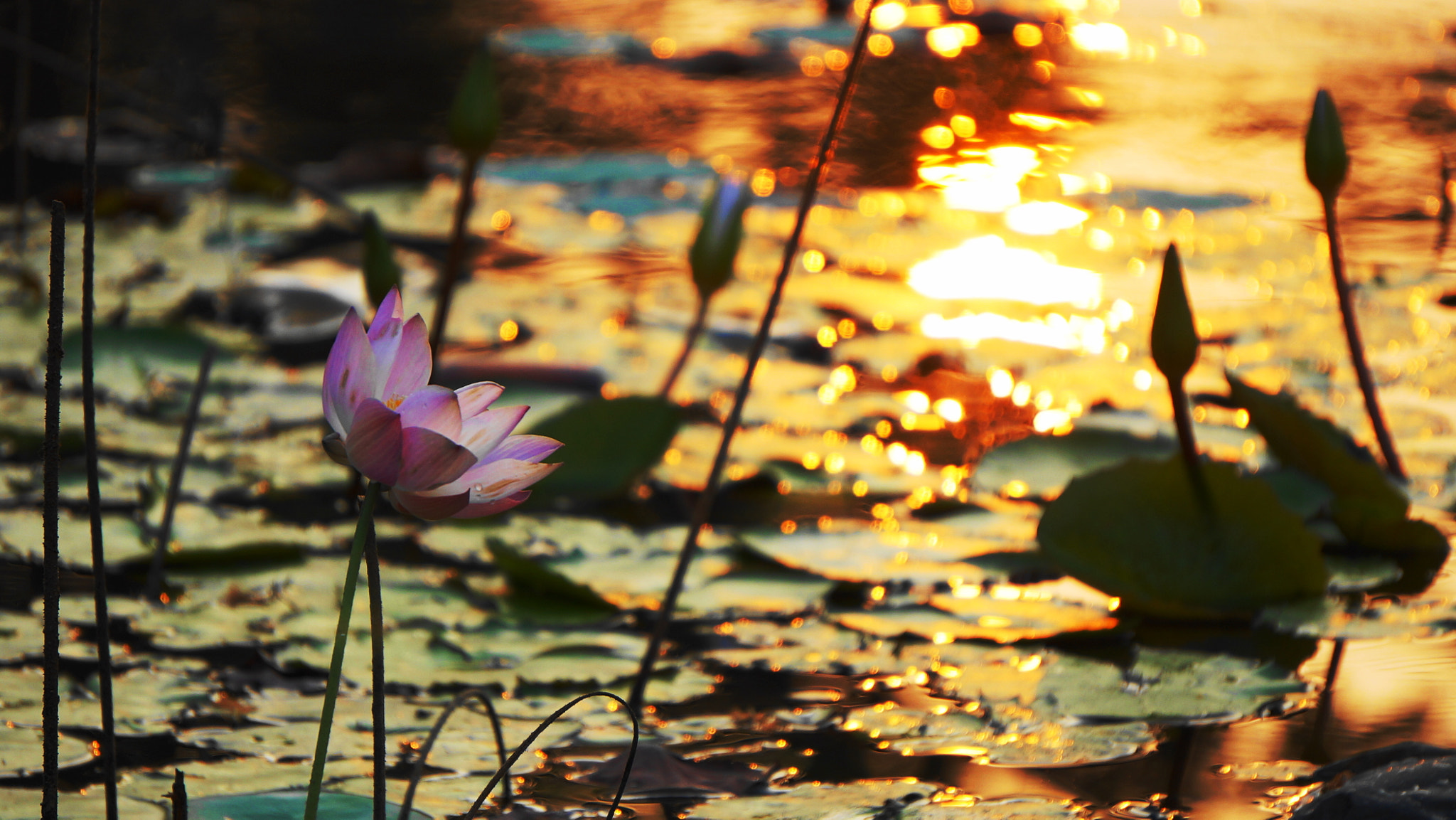Sony Alpha NEX-3N sample photo. Lotus  photography