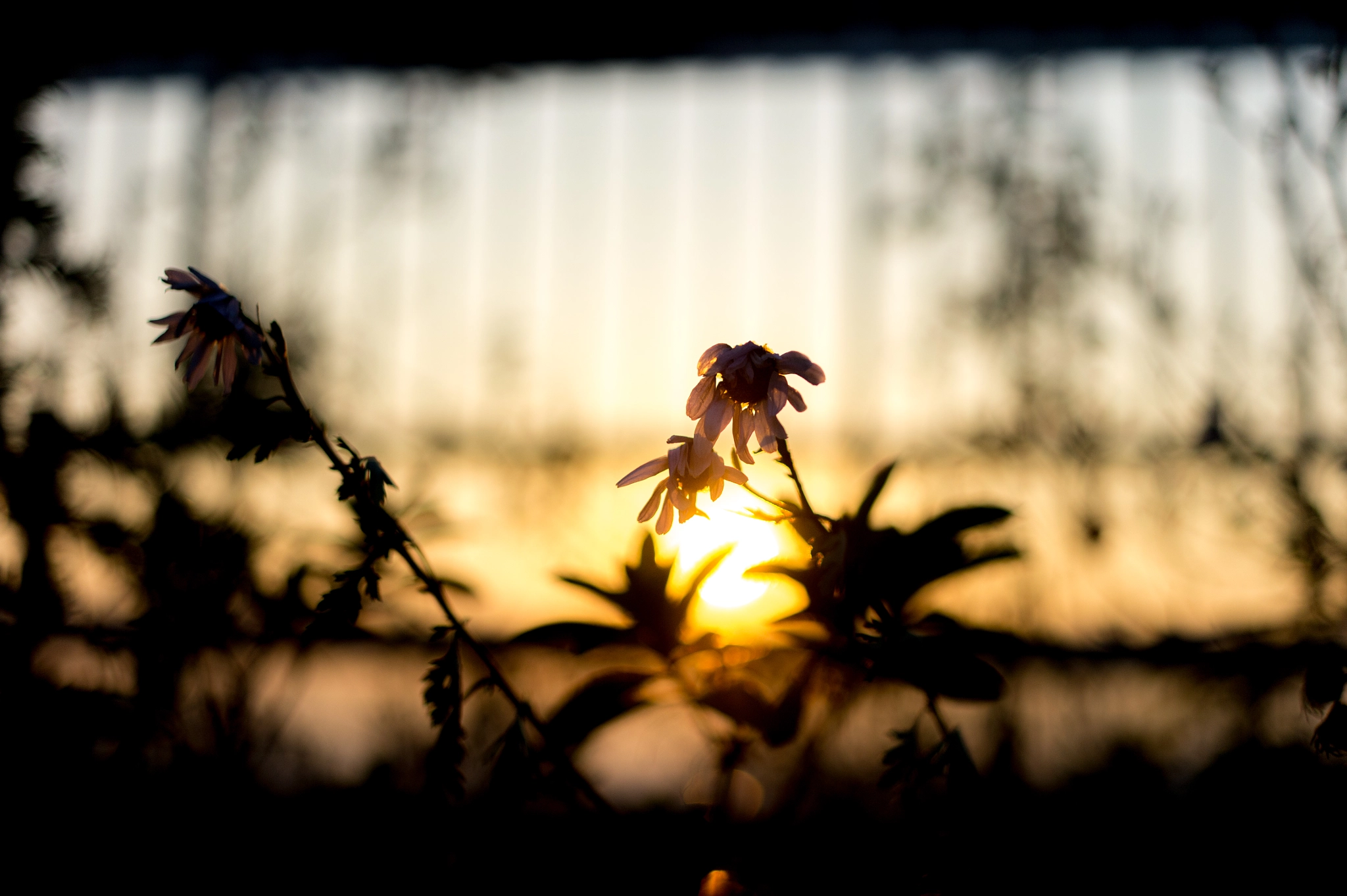 Samsung NX10 + Samsung NX 30mm F2 Pancake sample photo. Flower with sunset photography