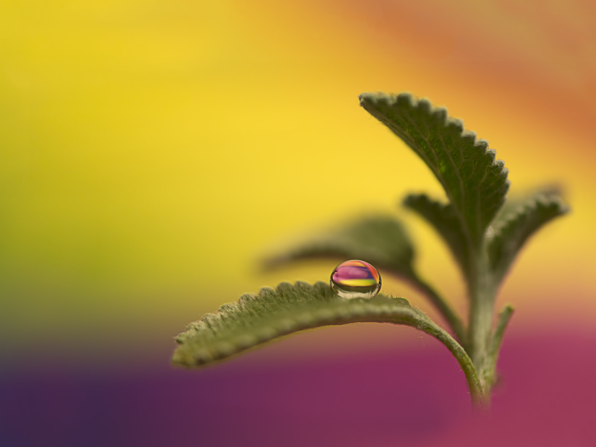 Samsung NX300 + Samsung NX 60mm F2.8 Macro ED OIS SSA sample photo. Dream... photography