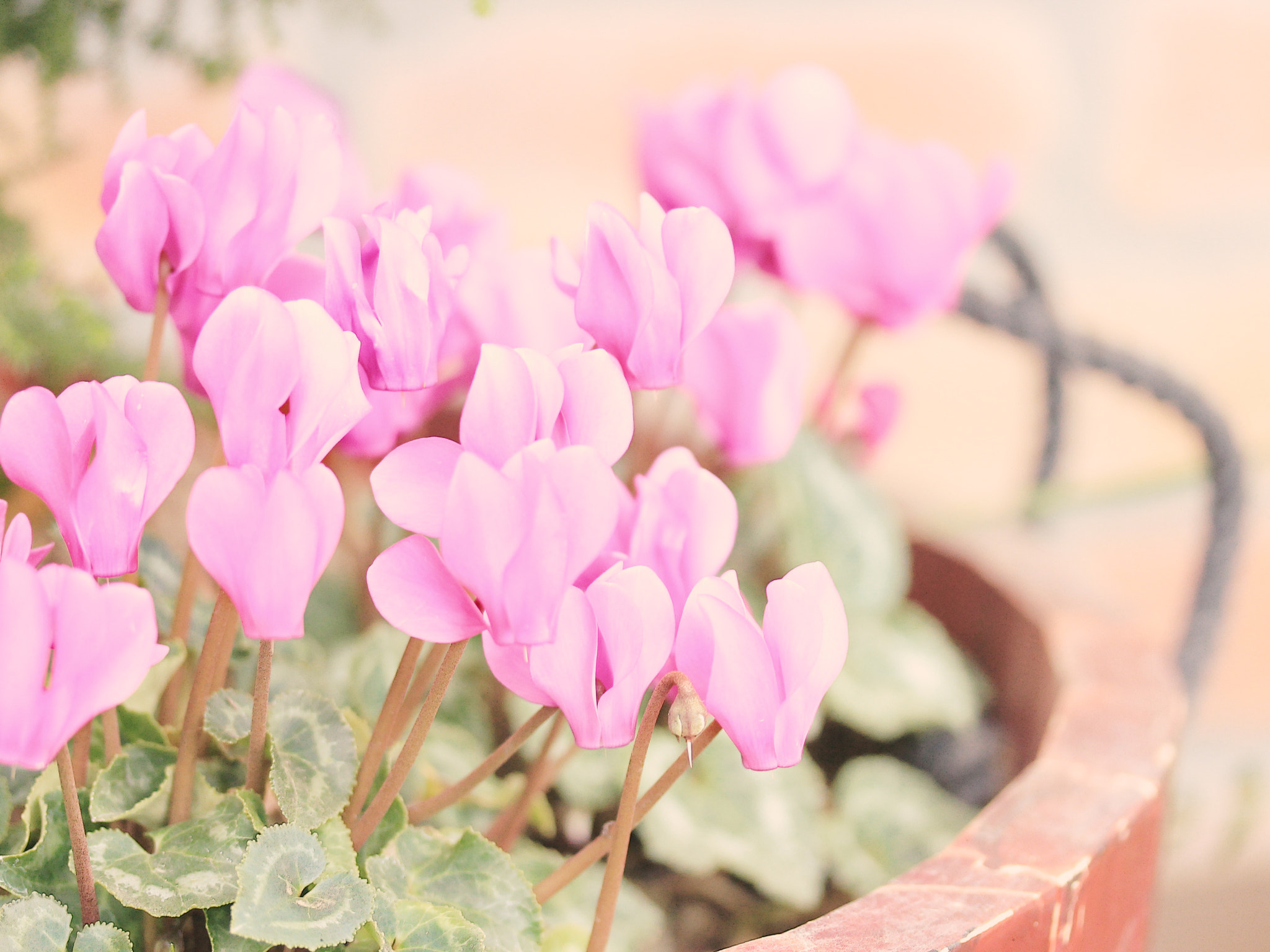 Canon EOS 600D (Rebel EOS T3i / EOS Kiss X5) sample photo. Cyclamen photography