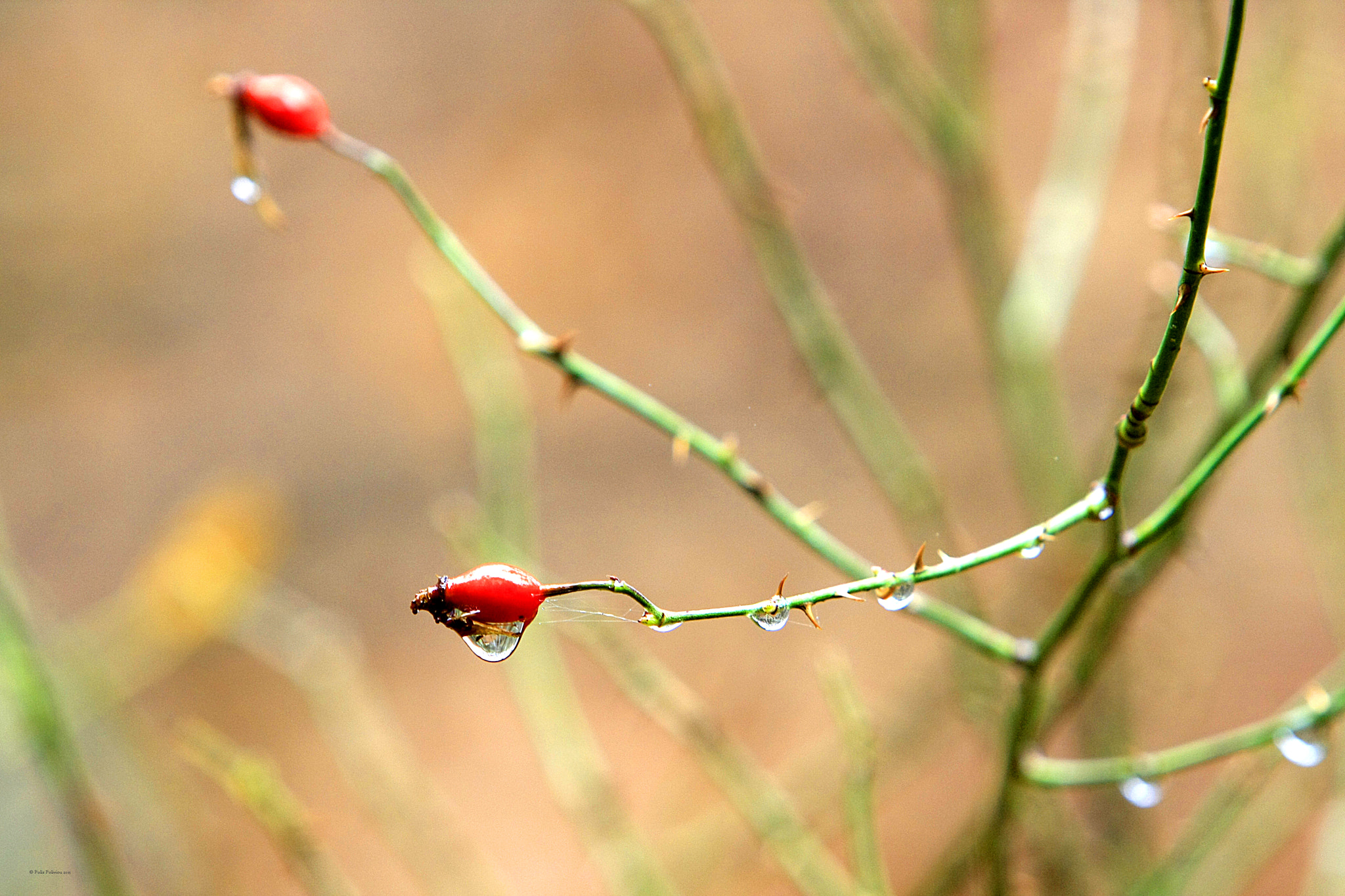 Canon EF 70-200mm F2.8L IS USM sample photo. Love photography