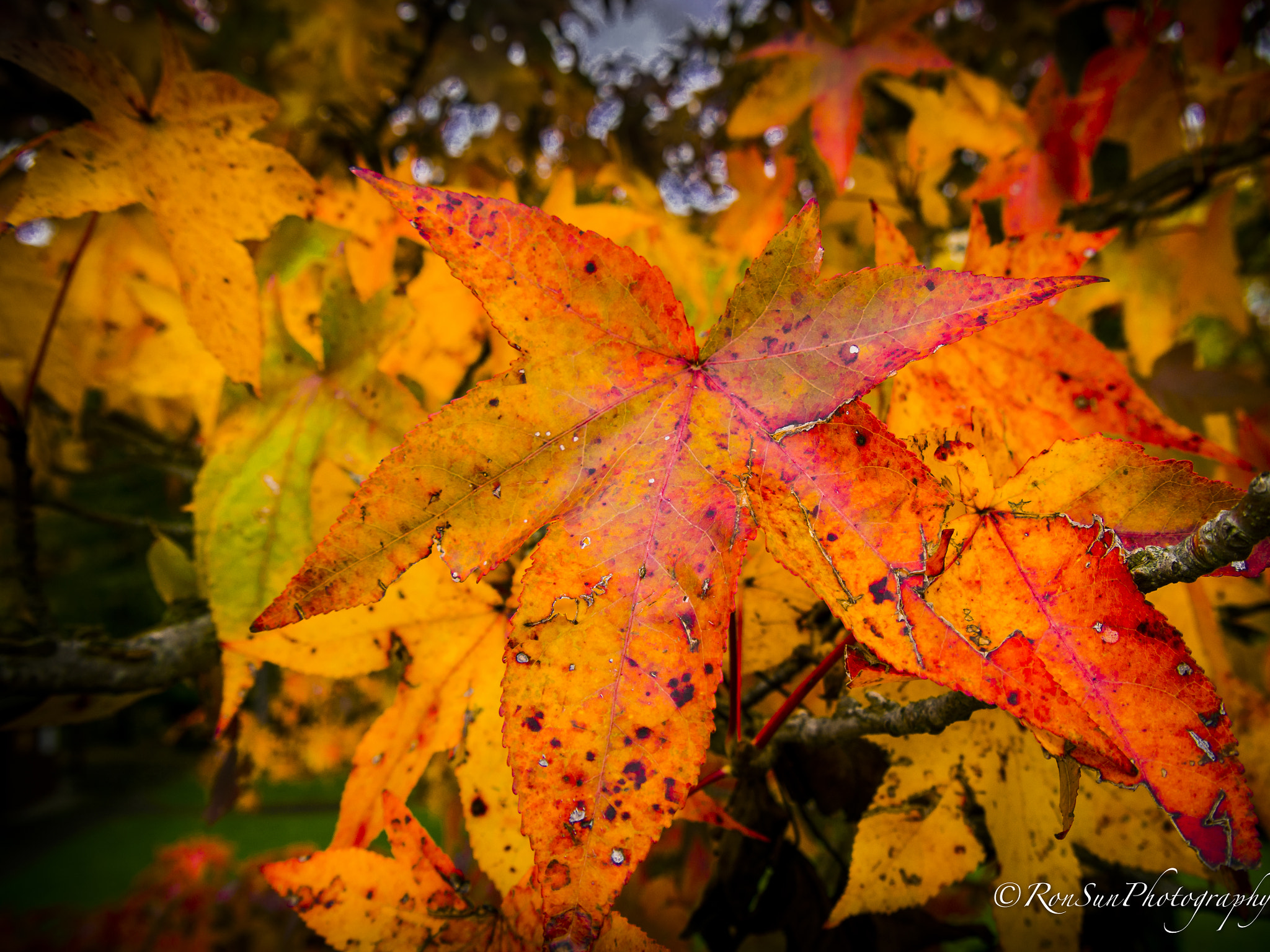 Olympus OM-D E-M5 sample photo. Last leaf of the fall photography