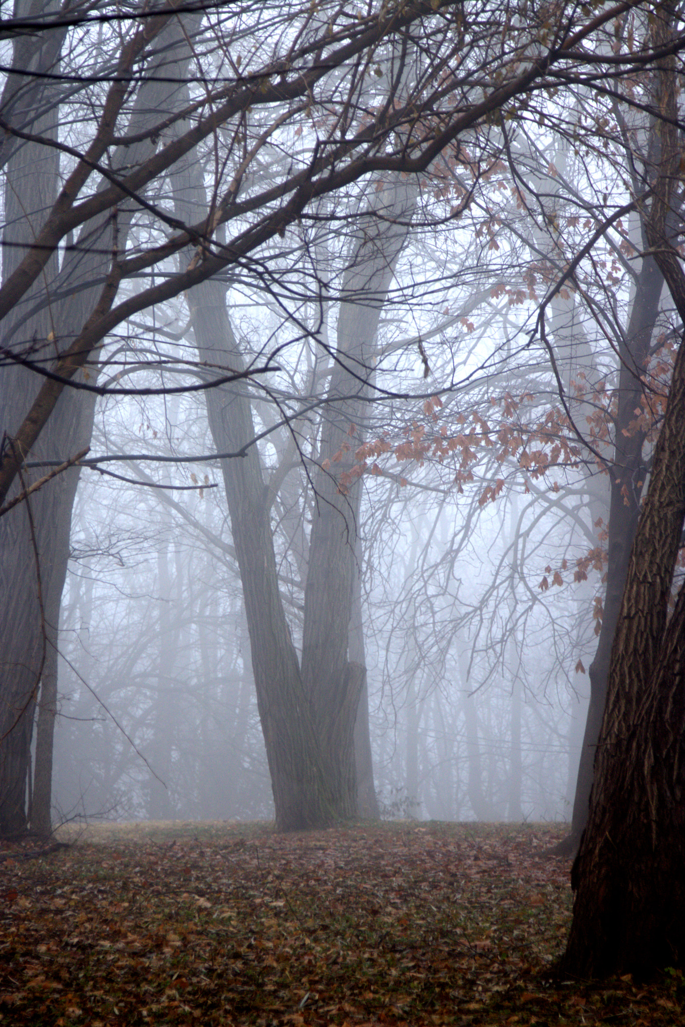 Canon EOS 760D (EOS Rebel T6s / EOS 8000D) sample photo. Fog 2 photography
