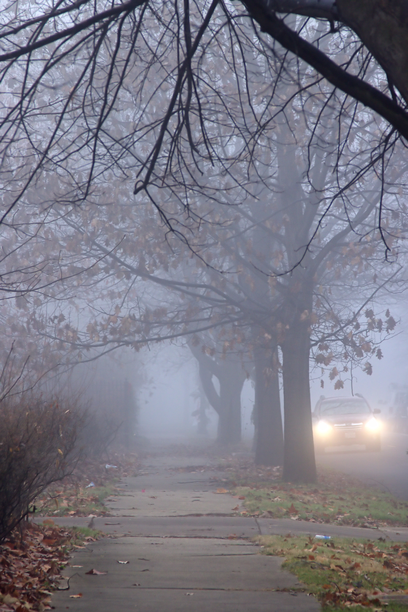 Canon EOS 760D (EOS Rebel T6s / EOS 8000D) sample photo. Fog 1 photography