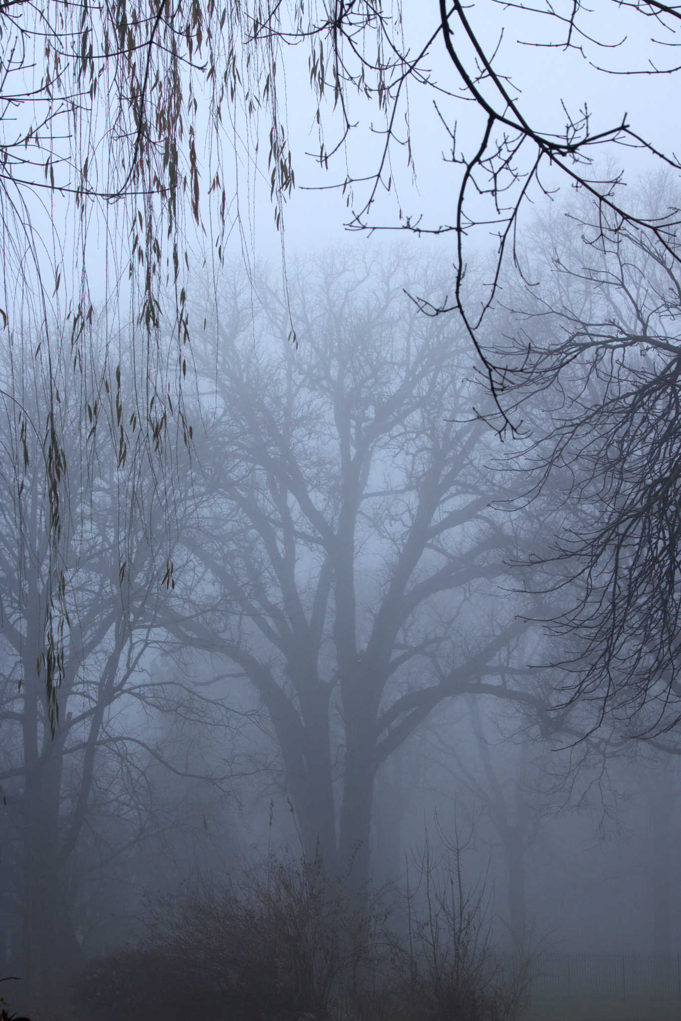 Canon EOS 760D (EOS Rebel T6s / EOS 8000D) sample photo. Fog 3 photography