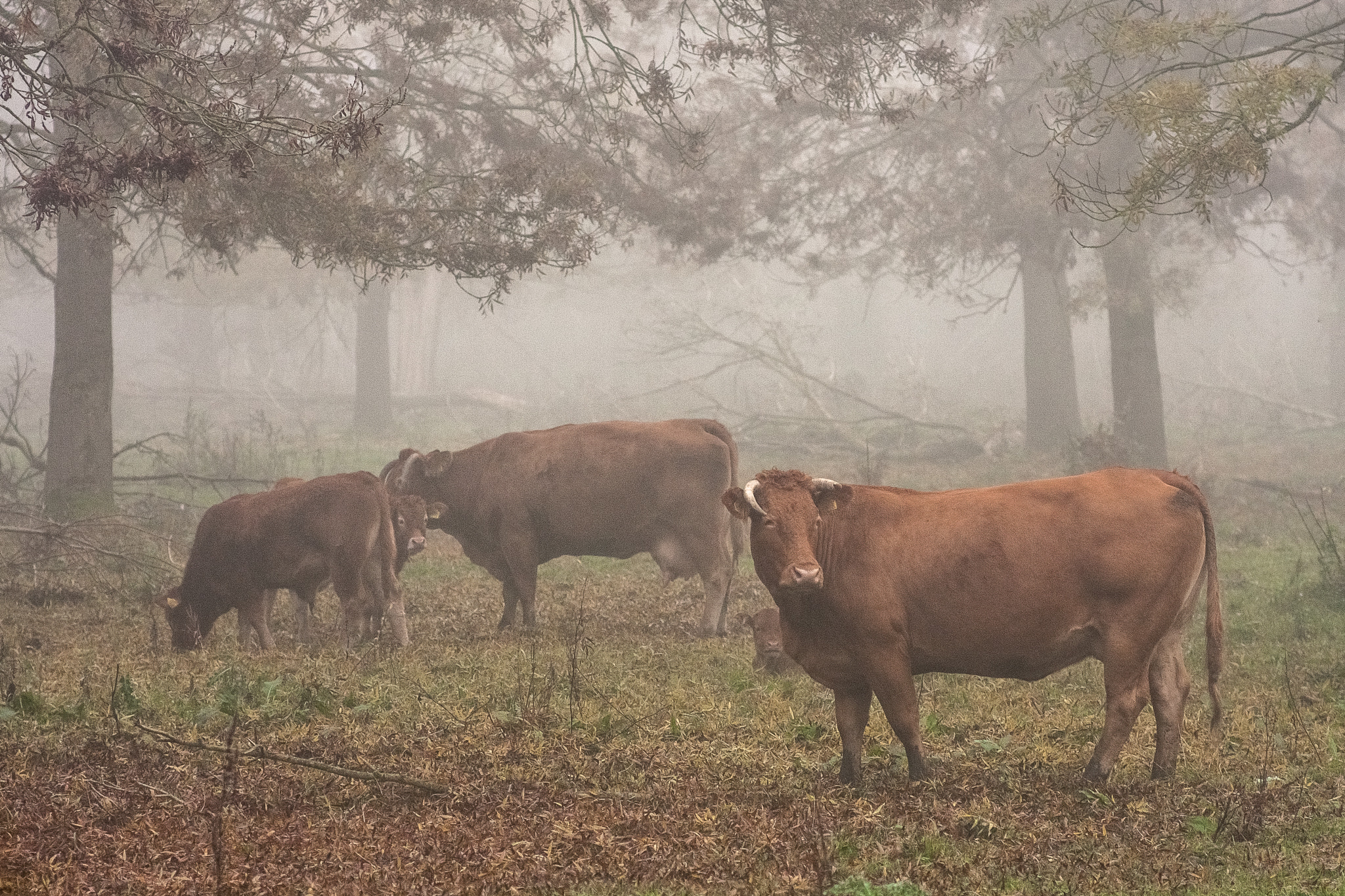 Canon EOS 40D + Canon EF 135mm F2.8 SF sample photo. A day in the fog. photography