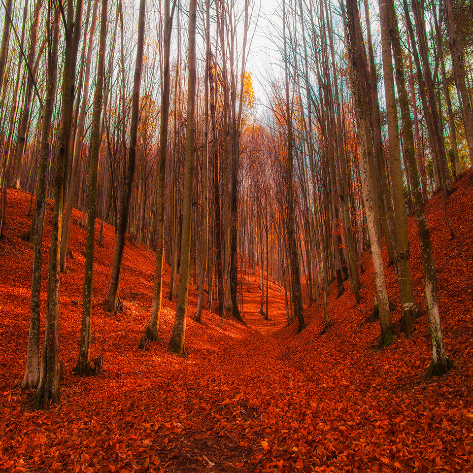 Sony Alpha NEX-C3 + Sigma 19mm F2.8 EX DN sample photo. Red mountain forest photography