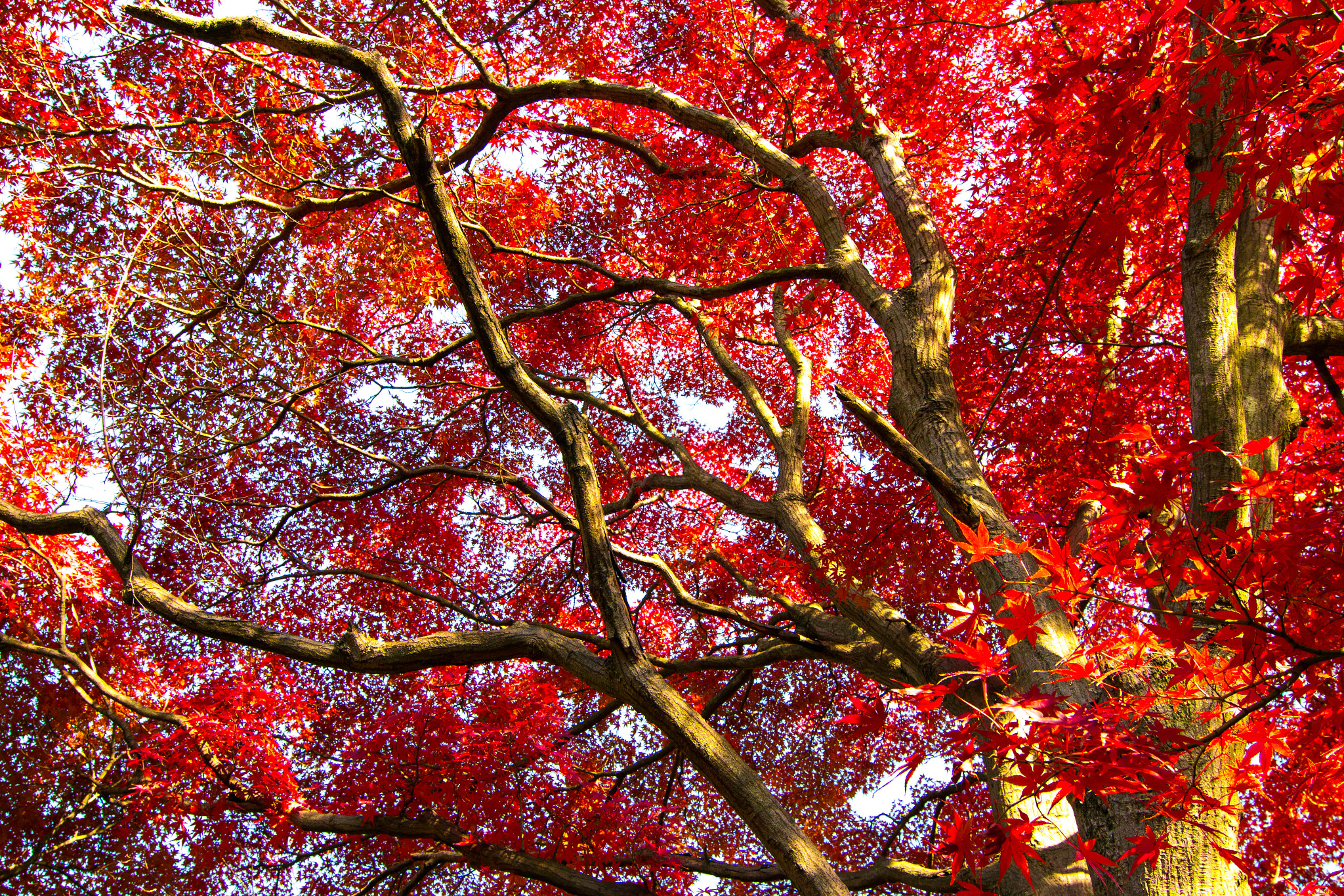 Canon EOS 100D (EOS Rebel SL1 / EOS Kiss X7) + Tokina AT-X Pro 12-24mm F4 (IF) DX sample photo. Japanese maples photography