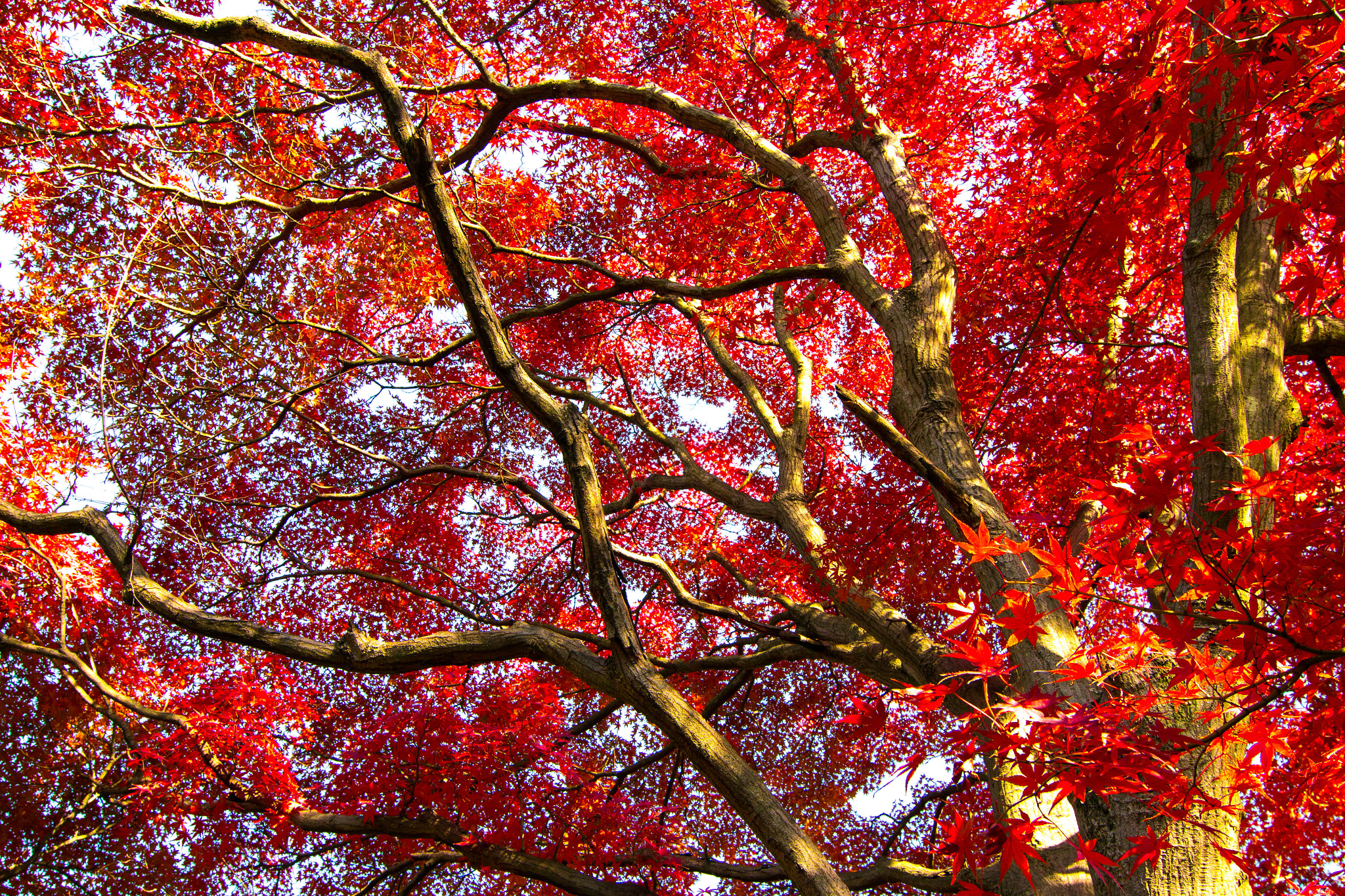 Tokina AT-X Pro 12-24mm F4 (IF) DX sample photo. Japanese maples photography