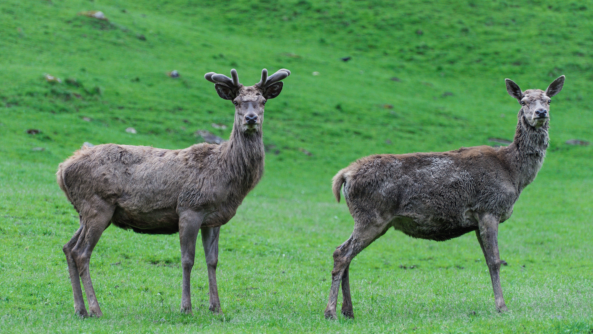 Sony FE PZ 28-135mm F4 G OSS sample photo. __wildpark ferleiten am großglockner | 4375__ photography