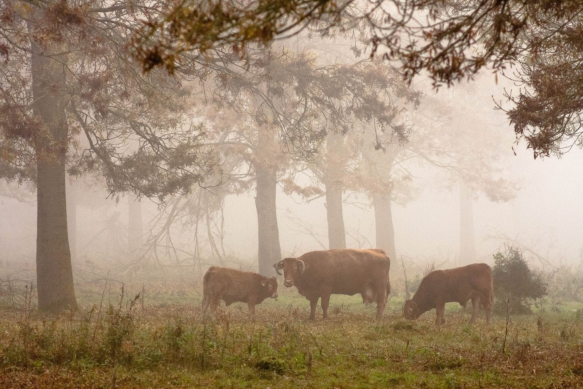 Canon EOS 40D + Canon EF 135mm F2.8 SF sample photo. A day in the fog. photography