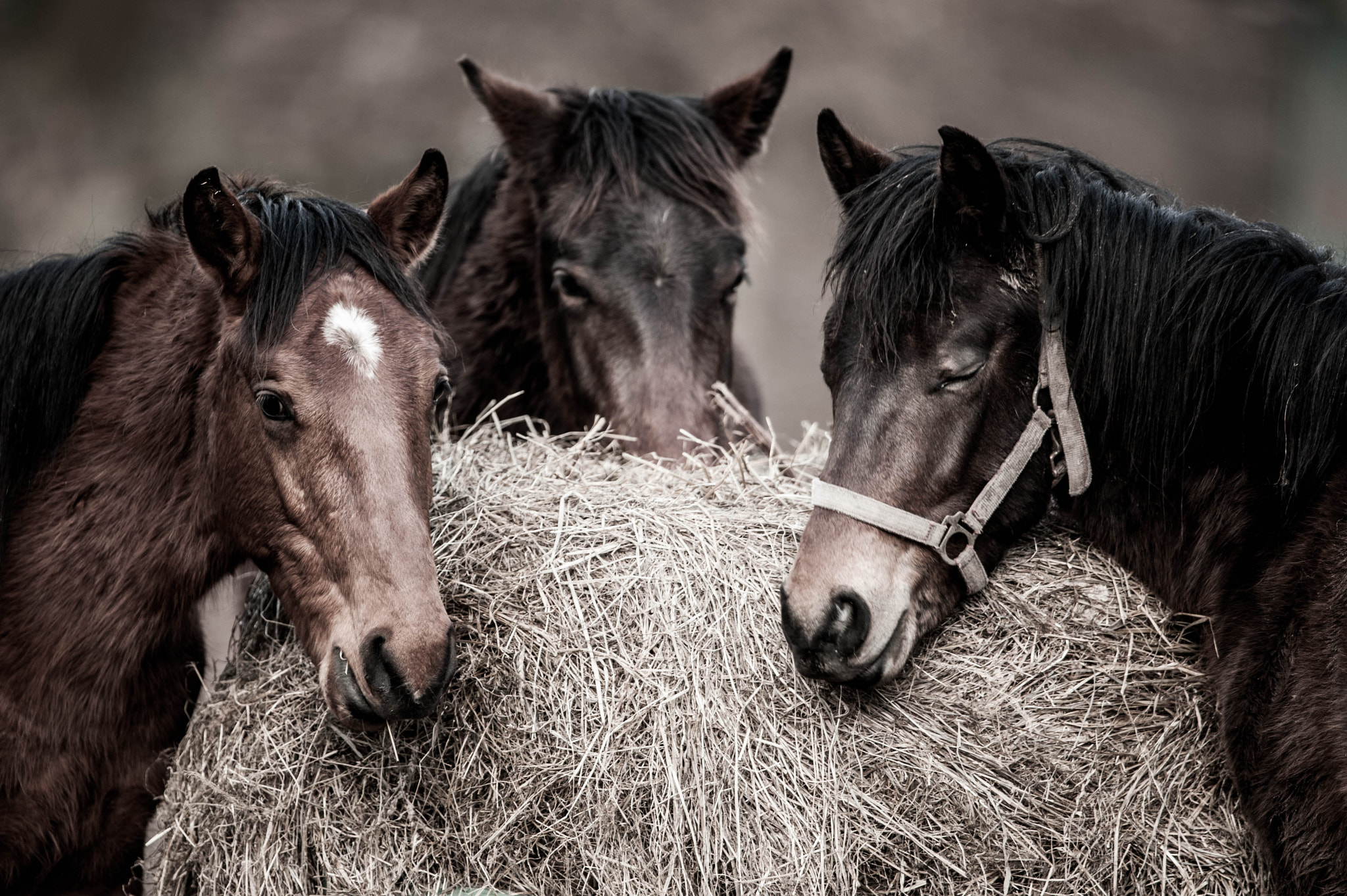 Nikon D700 + Nikon AF-S Nikkor 600mm F4G ED VR sample photo. Wild bunch photography