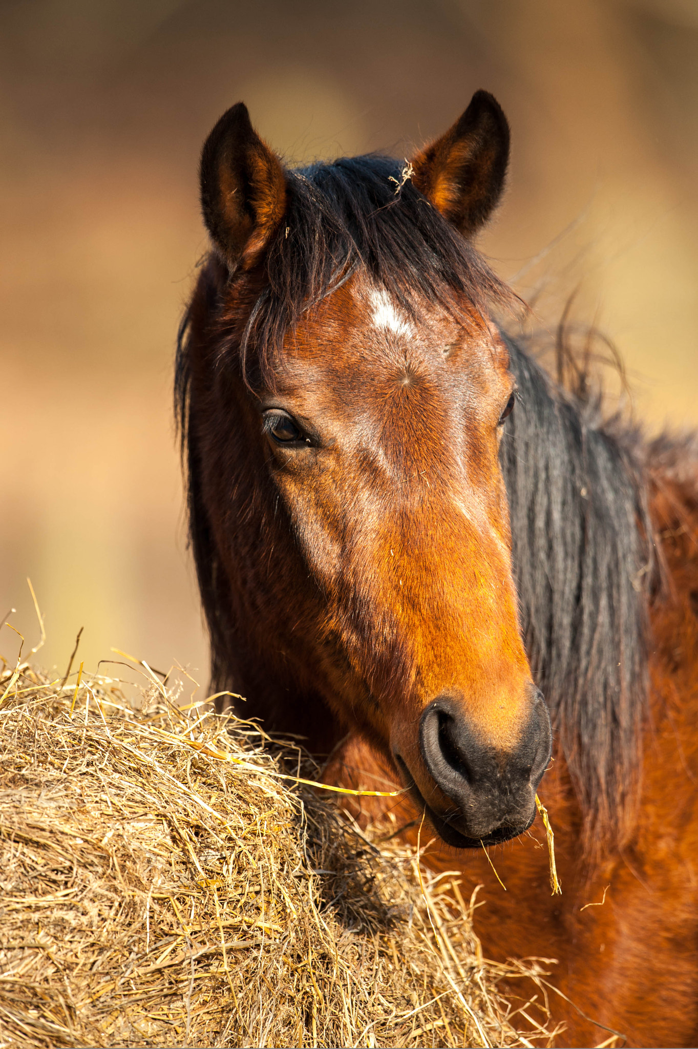 Nikon D700 + Nikon AF-S Nikkor 600mm F4G ED VR sample photo. Horse portrait photography