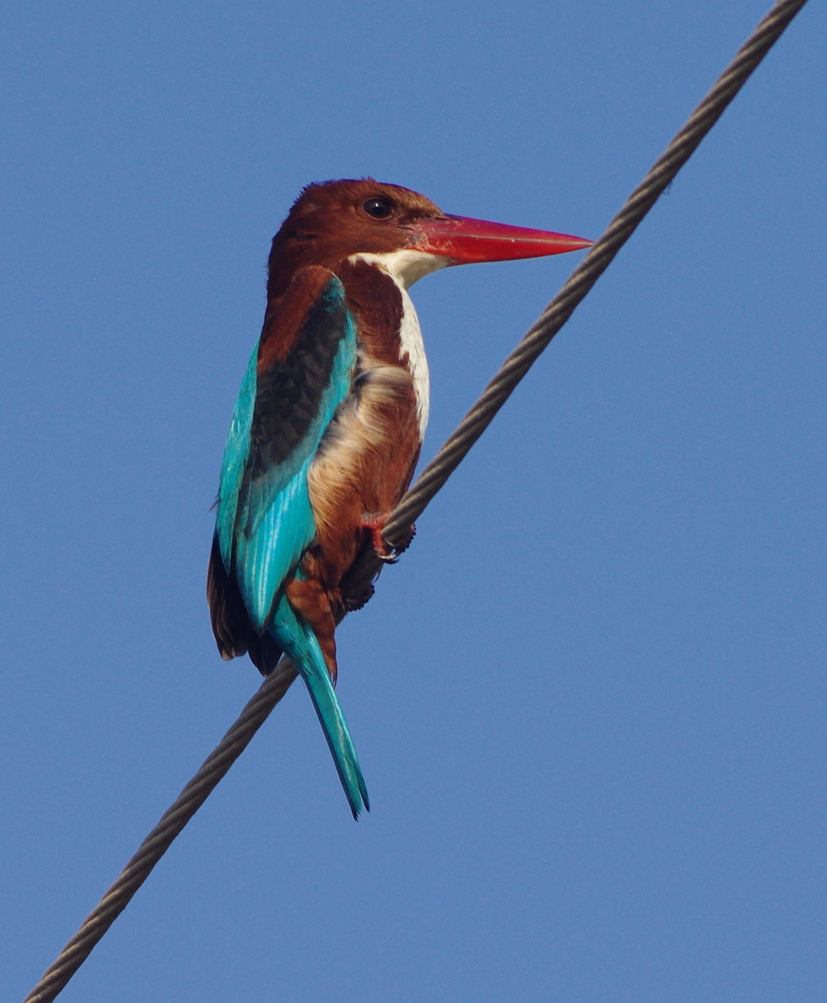 smc PENTAX-DA L 55-300mm F4-5.8 ED sample photo. Kingfisher photography