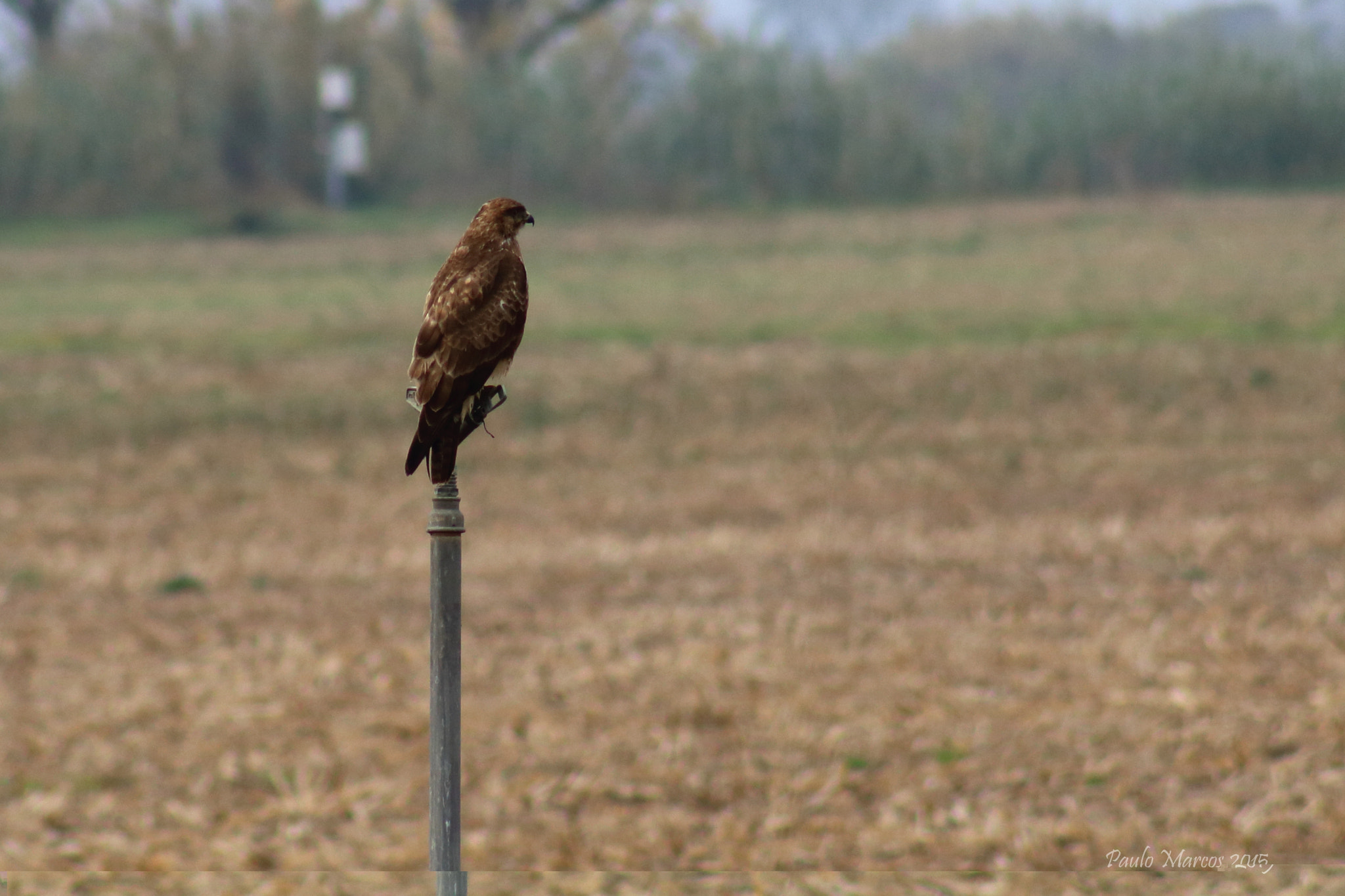 Canon EOS 1200D (EOS Rebel T5 / EOS Kiss X70 / EOS Hi) + /4-5.6 sample photo. Butio comum (buteo buteo) photography