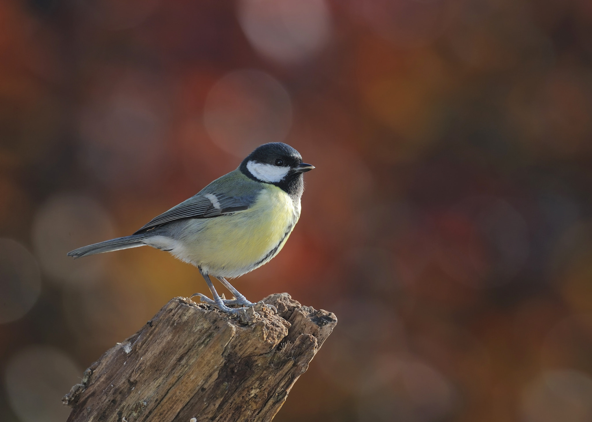 Nikon D700 + Nikon AF-S Nikkor 500mm F4G ED VR sample photo. Great tit photography