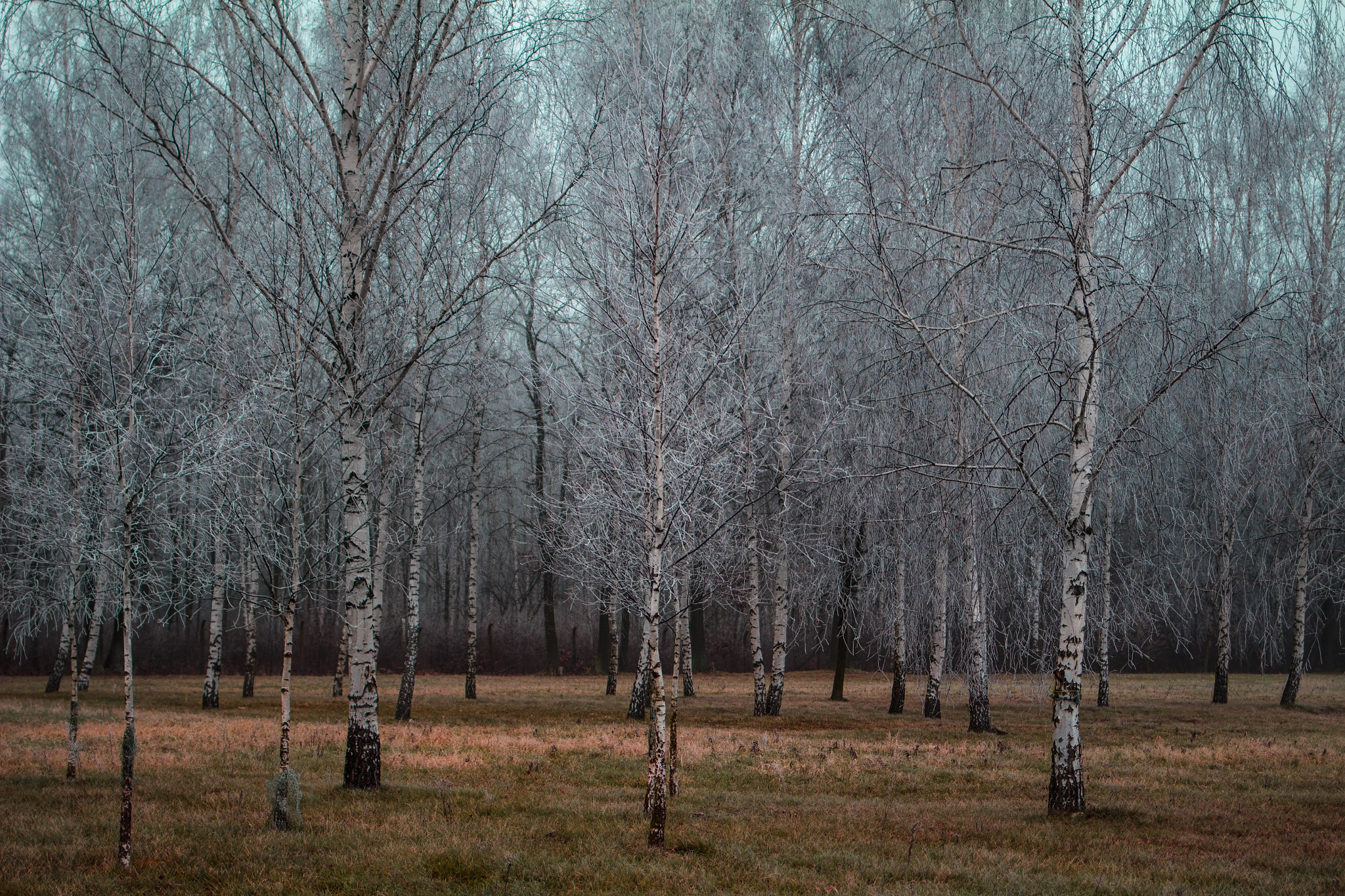 Canon EF 35mm F2 IS USM sample photo. Frosted forest photography