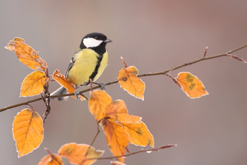Canon EOS 50D + Canon EF 300mm F4L IS USM sample photo. Koolmees herfst photography
