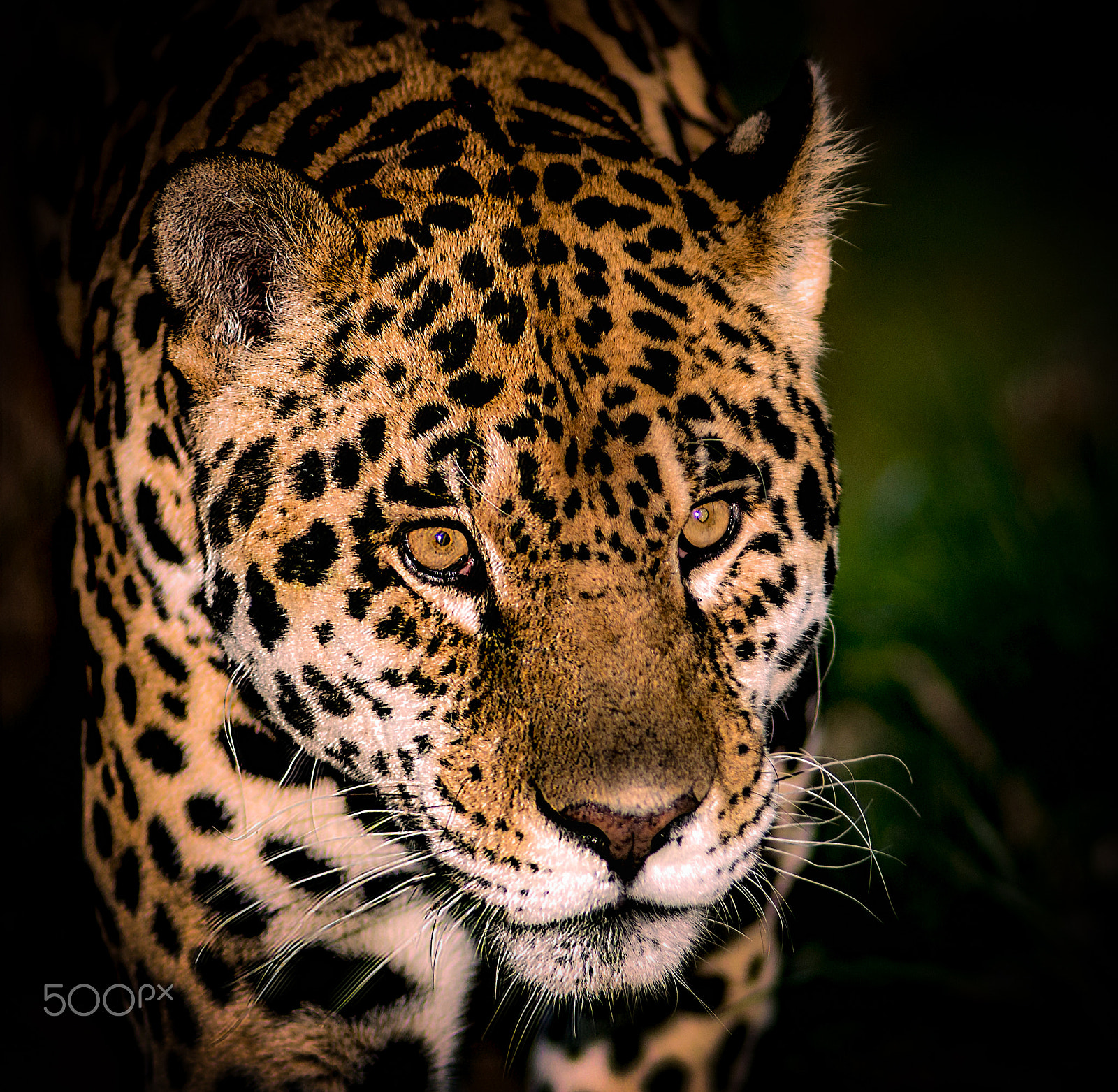 Nikon D800 + AF Nikkor 180mm f/2.8 IF-ED sample photo. Male jaguar photography